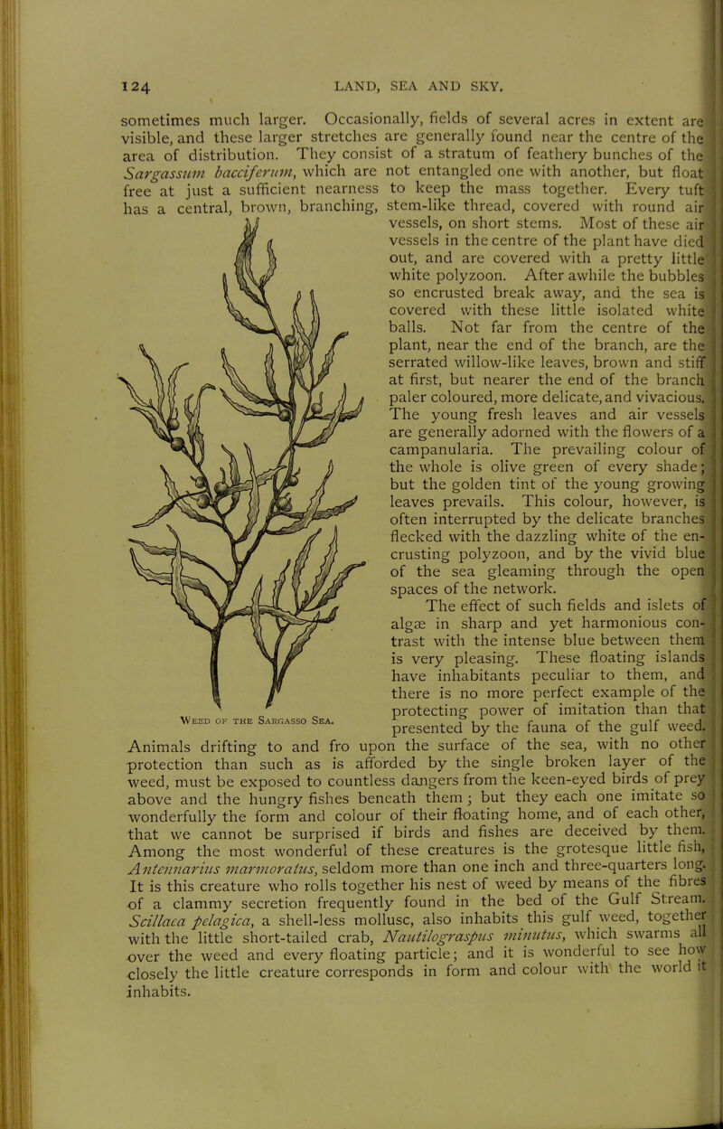 sometimes much larger. Occasionally, fields of several acres in extent are visible, and these larger stretches are generally found near the centre of the area of distribution. They consist of a stratum of feathery bunches of the Sargassum bacciferiim, which are not entangled one with another, but float free at just a sufficient nearness to keep the mass together. Every tuft has a central, brown, branching, stem-like thread, covered with round air vessels, on short stems. Most of these air vessels in the centre of the plant have died out, and are covered with a pretty little white polyzoon. After awhile the bubbles so encrusted break away, and the sea is covered with these little isolated white balls. Not far from the centre of the plant, near the end of the branch, are the serrated willow-like leaves, brown and stiff at first, but nearer the end of the branch paler coloured, more delicate, and vivacious. The young fresh leaves and air vessels are generally adorned with the flowers of a campanularia. The prevailing colour of the whole is olive green of every shade; but the golden tint of the young growing leaves prevails. This colour, however, is often interrupted by the delicate branches flecked with the dazzling white of the en- crusting polyzoon, and by the vivid blue of the sea gleaming through the open spaces of the network. The effect of such fields and islets of algae in sharp and yet harmonious con- trast with the intense blue between them is very pleasing. These floating islands have inhabitants peculiar to them, and there is no more perfect example of the protecting power of imitation than that presented by the fauna of the gulf weed. Animals drifting to and fro upon the surface of the sea, with no other protection than such as is afforded by the single broken layer of the weed, must be exposed to countless dangers from the keen-eyed birds of prey above and the hungry fishes beneath them ; but they each one imitate so wonderfully the form and colour of their floating home, and of each other, that we cannot be surprised if birds and fishes are deceived by them. Among the most wonderful of these creatures^ is the grotesque little fish, AntennariiLs marmoraius, seldom more than one inch and three-quarters long. It is this creature who rolls together his nest of weed by means of the fibres •of a clammy secretion frequently found in the bed of the Gulf Stream. Scillaca pelagica, a shell-less mollusc, also inhabits this gulf weed, together with the little short-tailed crab, Naiitilograspiis mimitus, which swarms all ■over the weed and every floating particle; and it is wonderful to see how closely the little creature corresponds in form and colour with the world it inhabits. Weed ok the Sargasso Sea.