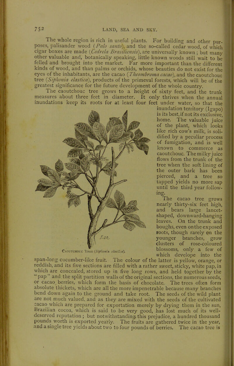 The whole region is rich in useful plants. For building and other pur- poses, palisander wood {Palo santo),2.x\^ the so-called cedar wood, of which cigar boxes are made {Cedrela Brasiliensis), are universally known ; but many other valuable and, botanically speaking, little known woods still wait to be felled and brought into the market. Far more important than the different kinds of wood, and than palms or orchids, whose beauties do not exist for the eyes of the inhabitants, are the cacao {Theombrojua cacao), dLwd the caoutchouc tree {SipJionia elastica), products of the primeval forests, which will be of the greatest significance for the future development of the whole country. The caoutchouc tree grows to a height of sixty feet, and the trunk measures about three feet in diameter. It only thrives when the annual inundations keep its roots for at least four feet under water, so that the inundation territory (Igapo) is its best, if not its exclusive, home. The valuable juice of the plant, which looks like rich cow's milk, is soli- dified by a peculiar process of fumigation, and is well known to commerce as caoutchouc. The milky juice flows from the trunk of the tree when the soft lining of the outer bark has been pierced, and a tree so tapped yields no more sap until the third year follow- ing. The cacao tree grows nearly thirty-six feet high, and bears large lancet- shaped, downward-hanging leaves. On the trunk and boughs, even on the exposed roots, though rarely on the younger branches, grow clusters of rose-coloured CaoutchoccTk.e(5-.>w*./...v.«). blossoms. Only a few of which develope into the span-long cucumber-like fruit. The colour of the latter is yellow, orange, or reddish, and its five sections are filled with a rather sweet, sticky, white pap, in which are concealed, stored up in five long rows, and held together by the pap  and the split partition walls of the original sections, the numerous seeds, or cacao berries, which form the basis of chocolate. The trees often form absolute thickets, which are all the more impenetrable because many branches bend down again to the ground and take root. The seeds of the wild plant are not much valued, and as they are mixed with the seeds of the cultivated zacao which are prepared for exportation merely by drying them in the sun, Brazilian cocoa, which is said to be very good, has lost much of its well- deserved reputation; but notwithstanding this prejudice, a hundred thousand pounds worth is exported yearly. The fruits are gathered twice in the year, and a single tree yields about two to four pounds of berries. The cacao tree is