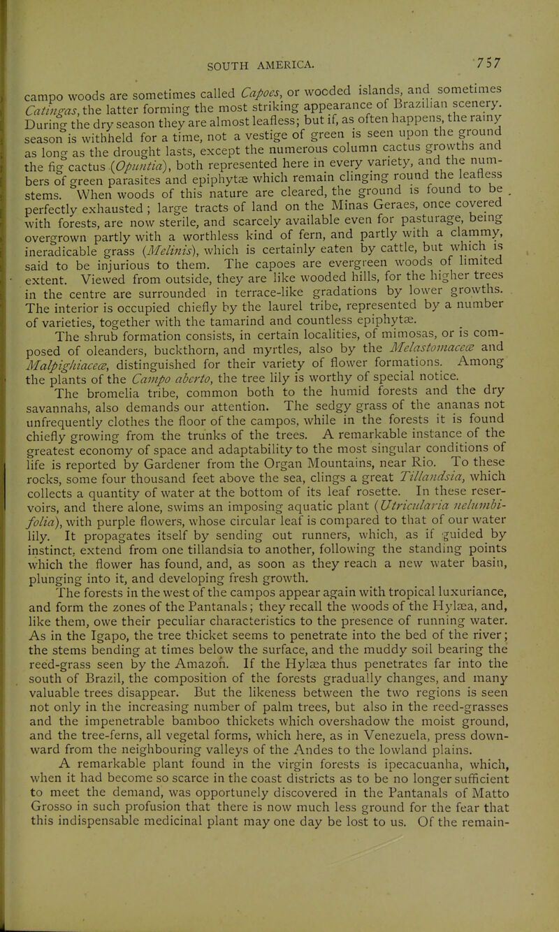 campo woods are sometimes called Capoes, or wooded islands and sometimes Caünms,t\i^ latter forming the most striking appearance of Brazilian scenery. During the dry season they are almost leafless; but if, as often happens the ramy season is withheld for a time, not a vestige of green is seen upon the ground as long as the drought lasts, except the numerous column cactus grovvths and the fig cactus iOpuntid), both represented here in every variety, and the num- bers of green parasites and epiphytse which remain clinging round the leafless stems. When woods of this nature are cleared, the ground is found to be , perfectly exhausted ; large tracts of land on the Minas Geraes, once covered with forests, are now sterile, and scarcely available even for pasturage, being overgrown partly with a worthless kind of fern, and partly with a clammy, ineradicable grass {Melinis\ which is certainly eaten by cattle, but which is said to be injurious to them. The capoes are evergreen woods of limited extent. Viewed from outside, they are like wooded hills, for the higher trees in the centre are surrounded in terrace-like gradations by lower growths. The interior is occupied chiefly by the laurel tribe, represented by a number of varieties, together with the tamarind and countless epiphytse. The shrub formation consists, in certain localities, of mimosas, or is com- posed of oleanders, buckthorn, and myrtles, also by the MelastomacecB and MalpigliiacecB, distinguished for their variety of flower formations. Among the plants of the Campo aberto, the tree lily is worthy of special notice. The bromelia tribe, common both to the humid forests and the dry savannahs, also demands our attention. The sedgy grass of the ananas not unfrequently clothes the floor of the campos, while in the forests it is found chiefly growing from the trunks of the trees. A remarkable instance of the greatest economy of space and adaptability to the most singular conditions of life is reported by Gardener from the Organ Mountains, near Rio. To these rocks, some four thousand feet above the sea, clings a great Tillandsia, which collects a quantity of water at the bottom of its leaf rosette. In these reser- voirs, and there alone, swims an imposing aquatic plant {Utriadaria nehunbi- folia), with purple flowers, whose circular leaf is compared to that of our water lily. It propagates itself by sending out runners, which, as if 'guided by instinct, extend from one tillandsia to another, following the standing points which the flower has found, and, as soon as they reach a new water basin, plunging into it, and developing fresh growth. The forests in the west of the campos appear again with tropical luxuriance, and form the zones of the Pantanals; they recall the woods of the Hylaea, and, like them, owe their peculiar characteristics to the presence of running water. As in the Igapo, the tree thicket seems to penetrate into the bed of the river; the stems bending at times below the surface, and the muddy soil bearing the reed-grass seen by the Amazon. If the Hylasa thus penetrates far into the south of Brazil, the composition of the forests gradually changes, and many valuable trees disappear. But the likeness between the two regions is seen not only in the increasing number of palm trees, but also in the reed-grasses and the impenetrable bamboo thickets which overshadow the moist ground, and the tree-ferns, all vegetal forms, which here, as in Venezuela, press down- ward from the neighbouring valleys of the Andes to the lowland plains. A remarkable plant found in the virgin forests is ipecacuanha, which, when it had become so scarce in the coast districts as to be no longer sufficient to meet the demand, was opportunely discovered in the Pantanals of Matto Grosso in such profusion that there is now much less ground for the fear that this indispensable medicinal plant may one day be lost to us. Of the remain-