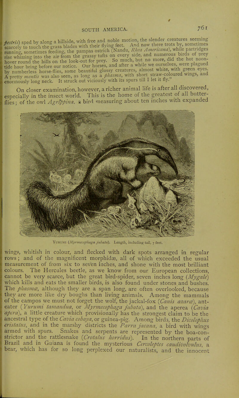 HsMs) sped by along a hillside, with free and noble motion the slender crea ures seeming ifrSy to toKhe grass blades with their flying feet. And now there trots by, sometimes lunnin- sometimes ffeding, the pampas ostrich (Nandu, Rhea while partridges se Äzzin^^ the air from the grassy tufts on every side and ^^^^'?>^%birds of prey hover round the hills on the look-out for prey. So much, but no more, did the hot noon- iHour bring before our notice. Our horses, and after a while we ourselves were plagued by numberless horse-flies, some beautiful glossy creatures, almost ^hite with green eyes A pretty mantis was also seen, as long as a phasma, with short straw-coloured wings, and enormously long neck. It struck out viciously with its spurs till I let it tly. On closer examination, however, a richer animal life is after all discovered, especially in the insect world. This is the home of the greatest of all butter- flies; of the owl Agrippina, a bird measuring about ten inches with expanded YuRUMi (^Myrniecop)iaga jubatd). Length, including tail, 7 feet. wings, whitish in colour, and flecked with dark spots arranged in regular rows ; and of the magnificent morphidse, all of which exceeded the usual measurement of from six to seven inches, and shone with the most brilliant colours. The Hercules beetle, as we know from our European collections, cannot be very scarce, but the great bird-spider, seven inches long {Mygale) which kills and eats the smaller birds, is also found under stones and bushes. The pliasmcB, although they are a span long, are often overlooked, because they are more like dry boughs than living animals. Among the mammals of the campos we must not forget the wolf, the jackal-fox {Caiiis azarcs), ant- eater {Yiiriimi taviandua, or Myrviecophaga Jubata), and the aperea (Cavia apera), a little creature which provisionally has the strongest claim to be the ancestral type of the Cavia cobaya, or guinea-pig. Among birds, the Dicolophiis cristahts, and in the marshy districts the Parva jacana, a bird with wings armed with spurs. Snakes and serpents are represented by the boa-con- strictor and the rattlesnake {Crotalus horridiLs). In the northern parts of Brazil and in Guiana is found the mysterious Cercoleptes candivolvuhis, a bear, which has for so long perplexed our naturalists, and the innocent