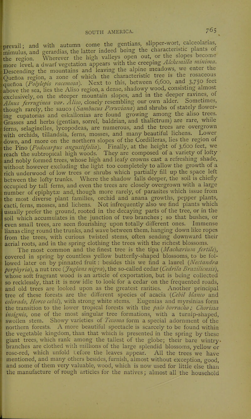 prevail • and with autumn come the gentians, slipper-wort, calceolarias mimulus, and gerardias, the latter indeed being the characteristic plants of the region. Wherever the high valleys open out, or the slopes become more kvel, a dwarf vegetation appears with the zxt^^xvi^ Alchemilla minima. Descending the mountains and leaving the alpine meadows, we enter the Ouenoa region, a zone of which the characteristic tree is the rosaceous quefioa {Polylepis racemosd). Next to this, between 6,600, and 3,750 feet above the sea, lies the Aliso region, a dense, shadowy wood, consisting almost exclusively, on the steeper mountain slopes, and in the deeper ravines, of Ahms ferrughiea var. Aliso, closely resembling our own alder. Sometimes, though rarely, the sauco {Sambucus Peruviana) and shrubs of stately flower- ing eupatorias and eskallonias are found growing among the aliso trees. Grasses and herbs (gentian, sorrel, baldrian, and thalictrum) are rare, while ferns, selaginelles, lycopodeas, are numerous, and the trees are overgrown with orchids, tillandsia, ferns, mosses, and many beautiful lichens. Lower down, and more on the northern slopes of the Cordilleras, Hes the region of the Pino {Podocarpus angusiifolia). Finally, at the height of 3,600 feet, we reach the subtropical high woods. They are composed of a variety of lofty and nobly formed trees, whose high and leafy crowns cast a refreshing shade, without however excluding the light too completely to allow the growth of a rich underwood of low trees or shrubs which partially fill up the space left between the lofty trunks. Where the shadow falls deeper, the soil is chiefly occupied by tall ferns, and even the trees are closely overgrown with a large number of epiphytoe and, though more rarely, of parasites which issue from the most diverse plant families, orchid and anana growths, pepper plants, cacti, ferns, mosses, and lichens. Not infrequently also we find plants which usually prefer the ground, rooted in the decaying parts of the tree, or in the soil which accumulates in the junction of two branches; so that bushes, or even small trees, are seen flourishing upon totally diff'erent ones. Immense lianas cling round the trunks, and wave between them, hanging down like ropes from the trees, with curious twisted stems, often sending downward their aerial roots, and in the spring clothing the trees with the richest blossoms. The most common and the finest tree is the tipa {Machceriiim fertile), covered in spring by countless yellow butterfly-shaped blossoms, to be fol- lowed later on by pinnated fruit: besides this we find a laurel {Nectandra porphyria), a nut tree {Jnglans nigra), the so-called cedar {Cedrila Brazilicnsis), whose soft fragrant wood is an article of exportation, but is being collected so recklessly, that it is now idle to look for a cedar on the frequented roads, and old trees are looked upon as the greatest rarities. Another principal tree of these forests are the different species of acacia {Cebil bianco and Colorado, Horco cebil), with strong white stems. Eugenias and myrsinias form the transition to the lower tropical forests with the palo borracko; Ckorisia insignis, one of the most singular tree formations, with a turnip-shaped, swollen stem. Showy varieties oi Tecoma ioxm. a special adornment of the northern forests. A more beautiful spectacle is scarcely to be found within the vegetable kingdom, than that which is presented in the spring by these giant trees, which rank among the tallest of the globe; their bare wintry- branches are clothed with millions of the large splendid blossoms, yellow or rose-red, which unfold Lefore the leaves appear. All the trees we have mentioned, and many others besides, furnish, almost without exception, good, and some of them very valuable, wood, which is now used for little else than the manufacture of rough articles for the natives; almost all the household V