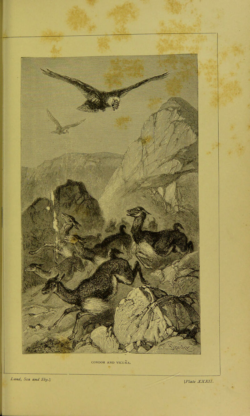 CONDOR AND VICUNA. Land, Sea and Sky.^ {Plate XXXII.