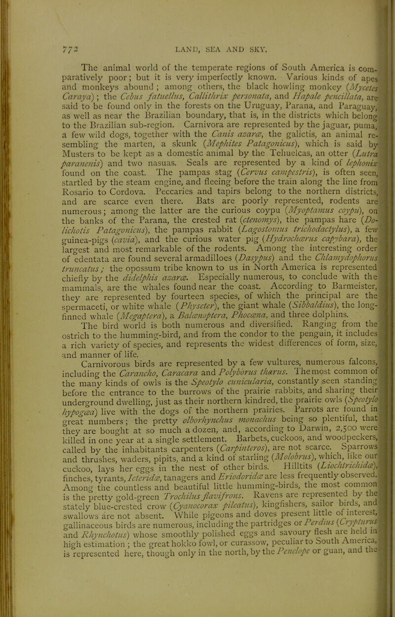 The animal world of the temperate regions of South America is com- paratively poor; but it is very imperfectly known. Various kinds of apes and monkeys abound ; among others, the black liowling monkey {Mycetes Caraya); the Cehus fatuellus, Callithrix perso7iata, and Hapale pencillata, are said to be found only in the forests on the Uruguay, Parana, and Paraguay, as well as near the Brazilian boundary, that is, in the districts which belong to the Brazilian sub-region. Carnivora are represented by the jaguar, puma, a few wild dogs, together with the Canis azar(B, the galictis, an animal re- sembling the marten, a skunk {Mephites Patagonicus), which is said by Musters to be kept as a domestic animal by the Teliuelcas, an otter {LtUra paranenis) and two nasuas. Seals are represented by a kind of lephonix found on the coast. The pampas stag (Cerviis campestris), is often seen, startled by the steam engine, and fleeing before the train along the line from Rosario to Cordova. Peccaries and tapirs belong to the northern districts, and are scarce even there. Bats are poorly represented, rodents are numerous; among the latter are the curious coypu {ßlyoptamiis coypii), on the banks of the Parana, the crested rat (ctenomys), the pampas hare {Do- lichotis Patagonicus), the pampas rabbit {Lagostomiis trichodactylus), a few guinea-pigs {cavia), and the curious water pig {HydrochcEnis capybara), the largest and most remarkable of the rodents. Among the interesting order of edentata are found several arraadilloes {Dasypus) and the ChlamydopJionis tnmcatus; the opossum tribe known to us in North America is represented chiefly by the didelphis azarcs. Especially numerous, to conclude with the mammals, are the whales found near the coast. According to Barmeister, they are represented by fourteen species, of which the principal are the spermaceti, or white whale {Physeter), the giant whale {Sibbaldiiis), the long- finned whale {Megaptera), a BalcEnoptera, PhoccBiia, and three dolphins. The bird world is both numerous and diversified. Ranging from the ostrich to the humming-bird, and from the condor to the penguin, it includes a rich variety of species, and represents the widest differences of form, size, and manner of life. Carnivorous birds are represented by a few vultures, numerous falcons, including the Carancho, Caracara and Polybbnis thanis. Themost common of the many kinds of owls is the Speotylo cunicularia, constantly ;seen standing before the entrance to the burrows of the prairie rabbits, and sharing their underground dwelling, just as their northern kindred, the prairie owls {^Speotylo hypogced) live with the dogs of the northern prairies. Parrots are found in great numbers; the pretty olborhynchus monachus being so plentiful, that they are bought at so much a dozen, and, according to Darwin, 2,500 were killed in one year at a single settlement. Barbets, cuckoos, and woodpeckers, called by the inhabitants carpenters {Carpinteros), are not scarce. Sparrows and thrushes, waders, pipits, and a kind of starling {Molobrus), which, like our cuckoo, lays her eggs in the nest of other birds. Hilltits {LtochirichidcB), finches, tyrants,/^^m'^^F, tanagers and are less frequently observed. Among the countless and beautiful little humming-birds, the most common is the pretty gold-green Trochiliis flavifrons. Ravens are represented by the stately blue-crested crow {Cyanocorax pilcatiis), kingfishers, sailor birds, and swallows are not absent. While pigeons and doves present little of interest, gallinaceous birds are numerous, including the partridges or Perdius {Cryptnrus and Rhynchotus) whose smoothly polished eggs and savoury flesh are held 111 high estimation ; the great hokko fowl, or curassow, peculiar to South America, is represented here, though only in the north, by the/-^^/z^-^/^ or guan, and the