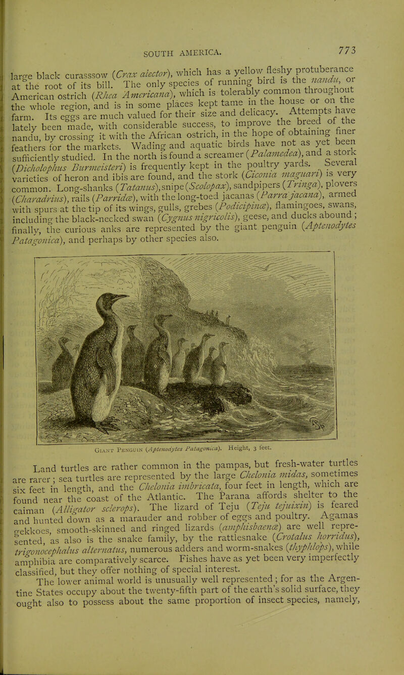 large black curasssow {Cra. alector), which has a V^^^l^^'^y^^^'^^^^^^ at the root of its bill. The only species of running bird is the oi Im rlcrLrichV/..^ A^ncricala). which is tolerably common throughout the whole region, and is in some places kept tame in the house or on the farm. Its eggs are much valued for their size and delicacy. Attempts have la ely been made, with considerable success to improve the breed of the nandu, by crossing it with the African ostrich, in the hope of obtaining finer feathers for the markets. Wading and aquatic birds have not as yet been sufficiently studied. In the north is found a screamer {Paiainedea) and a stork (Dicholophus Burmcisteri) is frequently kept in the poultry yards. beveral varieties of heron and ibis are found, and the stork {utcoma maguari) is very common. Long-shanks {Tatanus\^m'^t{Scolopax\ sandpipers {Tringa) plovers iCharadrins), rails (ParridcB), with the long-toed jacanas {Parva jacana\ armed with spurs at the tip of its wings, gulls, grebes {Podicipincs), flamingoes swans, including the black-necked swan {Cygnus nigricolis), geese, and ducks abound ; finally, the curious anks are represented by the giant penguin {Apteiiodytes Patagonicd), and perhaps by other species also. Giant Penguin (Aptenoayies Patagomca). Height, 3 feet Land turtles are rather common in the pampas, but fresh-water turtles are rarer • sea turtles are represented by the large Chelonia midas, sometimes feet in lencrth, and the Chelonia ivibncaia, four feet in length, which are found near th? ciast of the Atlantic. The Parana affords shelter to the caiman (Alligator sclcrops). The lizard of Teju [TcjiL tejinxm) is feared and hunted down as a marauder and robber of eggs and poultry. Agamas ^ekkocs smooth-skinned and ringed lizards {amplusbaencs) are well repre- sented as also is the snake family, by the rattlesnake [Crotalus horridus), tricronocephalus alternaius, numerous adders and worm-snakes {thyphlops), while an?phibia are comparatively scarce. Fishes have as yet been very imperfectly classified, but they offer nothing of special interest. The'lower animal world is unusually well represented; for as the Argen- tine States occupy about the twenty-fifth part of the earth's solid surface, they ought also to possess about the same proportion of insect species, namely,