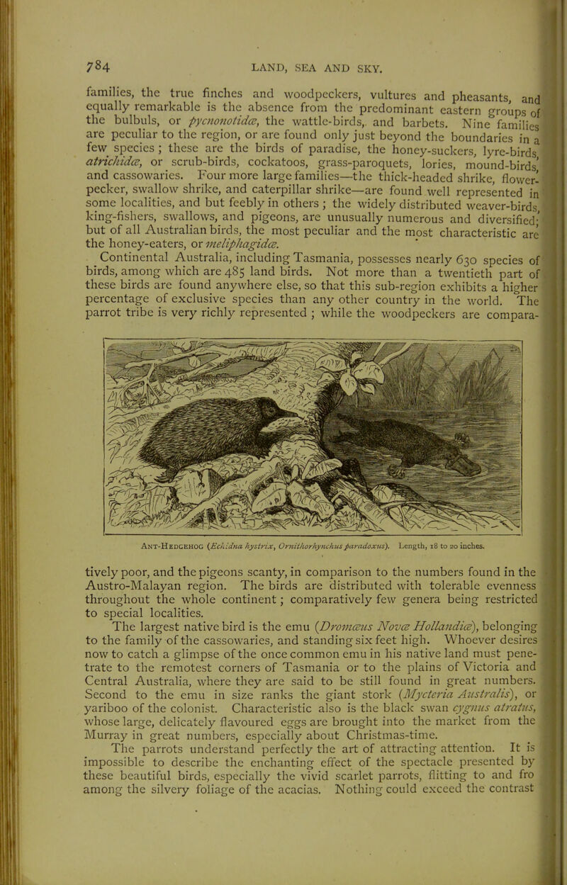 families, the true finches and woodpeckers, vultures and pheasants, and equally remarkable is the absence from the predominant eastern groups of the bulbuls, or pycnonotidce, the wattle-birds,, and barbets. Nine families are peculiar to the region, or are found only just beyond the boundaries in a few species ; these are the birds of paradise, the honey-suckers, lyre-birds atrichidce, or scrub-birds, cockatoos, grass-paroquets, lories, m'ound-birds' and cassowaries. Four more large families—the thick-headed shrike, flower' pecker, swallow shrike, and caterpillar shrike—are found well represented in some localities, and but feebly in others ; the widely distributed weaver-birds king-fishers, swallows, and pigeons, are unusually numerous and diversified- but of all Australian birds, the most peculiar and the most characteristic arc the honey-eaters, or melipliagidcs. Continental Australia, including Tasmania, possesses nearly 630 species of birds, among which are 485 land birds. Not more than a twentieth part of these birds are found anywhere else, so that this sub-region exhibits a higher percentage of exclusive species than any other country in the world. The parrot tribe is very richly represented ; while the woodpeckers are compara- Ant-Hedcehog {Eclddria hystrix, Omithorhynchtis paradoxus). Length, i8 to 20 inches. tively poor, and the pigeons scanty, in comparison to the numbers found in the Austro-Malayan region. The birds are distributed with tolerable evenness throughout the whole continent; comparatively few genera being restricted to special localities. The largest native bird is the emu [Dromccus Novcs Hollandice), belonging to the family of the cassowaries, and standing six feet high. Whoever desires now to catch a glimpse of the once common emu in his native land must pene- trate to the remotest corners of Tasmania or to the plains of Victoria and Central Australia, where they are said to be still found in great numbers. Second to the emu in size ranks the giant stork {Mycteria Australis), or yariboo of the colonist. Characteristic also is the black swan cygnus atrains, whose large, delicately flavoured eggs are brought into the market from the Murray in great numbers, especially about Christmas-time. The parrots understand perfectly the art of attracting attention. It is impossible to describe the enchanting effect of the spectacle presented by these beautiful birds, especially the vivid scarlet parrots, flitting to and fro among the silvery foliage of the acacias. Nothing could exceed the contrast