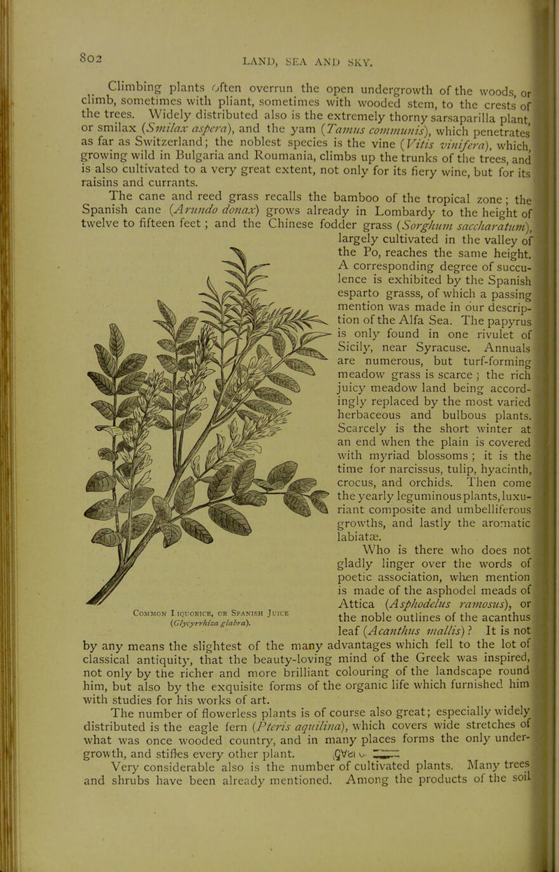 Climbing plants often overrun the open undergrowth of the woods, or climb, sometimes with pliant, sometimes with wooded stem, to the crests of the trees. Widely distributed also is the extremely thorny sarsaparilla plant or smilax {Smilax aspcra), and the yam {Tainiis communis), which penetrates as far as Switzerland; the noblest species is the vine (Vitis vinifera), which growing wild in Bulgaria and Roumania, climbs up the trunks of the trees, and is dso cultivated to a very great extent, not only for its fiery wine, but for its raisins and currants. The cane and reed grass recalls the bamboo of the tropical zone; the Spanish cane {Ariindo donax) grows already in Lombardy to the height of twelve to fifteen feet; and the Chinese fodder grass {Sorghum saccharatum), largely cultivated in the valley of the Po, reaches the same height. A corresponding degree of succu- lence is exhibited by the Spanish esparto grasss, of which a passing mention was made in our descrip- tion of the Alfa Sea. The papyrus is only found in one rivulet of Sicily, near Syracuse. Annuals are numerous, but turf-forminsr meadow grass is scarce ; the rich juicy meadow land being accord- ingly replaced by the most varied herbaceous and bulbous plants. Scarcely is the short winter at an end when the plain is covered with myriad blossoms ; it is the time for narcissus, tulip, hyacinth, crocus, and orchids. Then come the yearly leguminous plants, luxu- riant composite and umbelliferous growths, and lastly the aromatic labiatse. Who is there who does not gladly linger over the words of poetic association, wlien mention is made of the asphodel meads of Attica {Asphodeliis ramosus), or the noble outlines of the acanthus leaf {AcantJms mallis) ? It is not by any means the slightest of the many advantages which fell to the lot of classical antiquity, that the beauty-loving mind of the Greek was inspired, not only by the richer and more brilliant colouring of the landscape round him, but also by the exquisite forms of the organic life which furnished him with studies for his works of art. The number of flowerless plants is of course also great; especially widely distributed is the eagle fern {Pteris aqiiilina), which covers wide stretches of what was once wooded country, and in many places forms the only under- growth, and stifles every other plant, ^'c\ o Z^^^ Very considerable also is the number of cultivated plants. Many trees and shrubs have been already mentioned. Among the products of the soil Common Liquokice, or Spanish Juice {Glycyrrhiza glabra).