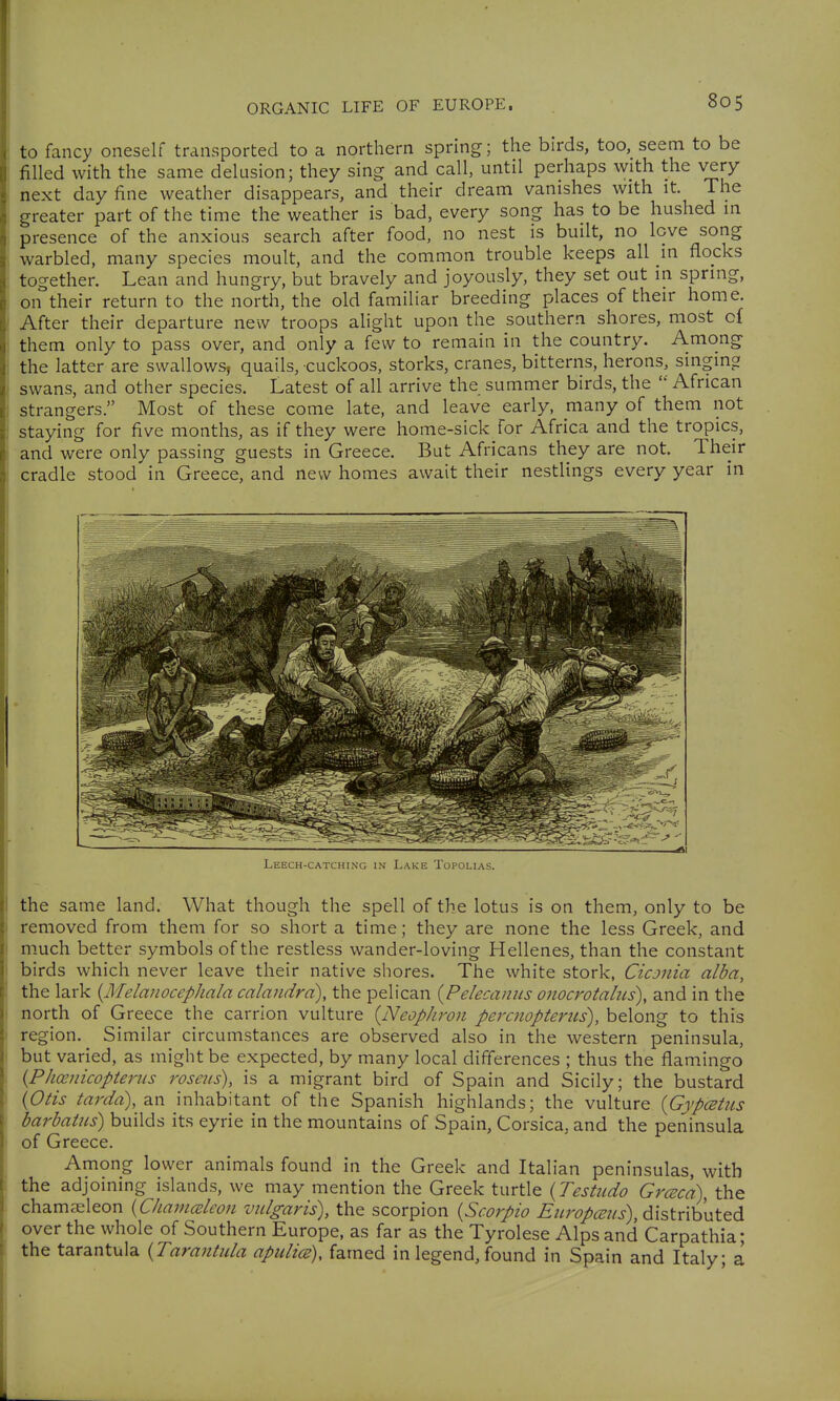 to fancy oneself transported to a northern spring; the birds, too, seem to be filled with the same delusion; they sing and call, until perhaps with the very next day fine weather disappears, and their dream vanishes with it The greater part of the time the weather is bad, every song has to be hushed in presence of the anxious search after food, no nest is built, no love song warbled, many species moult, and the common trouble keeps all m flocks together. Lean and hungry, but bravely and joyously, they set out in spring, on their return to the north, the old familiar breeding places of their home. After their departure new troops alight upon the southern shores, most of them only to pass over, and only a few to remain in the country. Among the latter are swallows, quails, cuckoos, storks, cranes, bitterns, herons, singing swans, and other species. Latest of all arrive the summer birds, the  African strangers. Most of these come late, and leave early, many of them not staying for five months, as if they were home-sick for Africa and the tropics, and were only passing guests in Greece. But Africans they are not. Their cradle stood in Greece, and new homes await their nestlings every year in  ^ Leech-catching in Lake Topolias. the same land. What though the spell of the lotus is on them, only to be removed from them for so short a time; they are none the less Greek, and much better symbols of the restless wander-loving Hellenes, than the constant birds which never leave their native shores. The white stork, Cicmia alba, the lark {Melanocephala calandra), the pelican {Pelecaims onocrotahis), and in the north of Greece the carrion vulture {Neophron peraiopteriis), belong to this region. Similar circumstances are observed also in the western peninsula, but varied, as might be expected, by many local differences ; thus the flamingo {Phanicopteriis roseiis), is a migrant bird of Spain and Sicily; the bustard {Otis tarda), an inhabitant of the Spanish highlands; the vulture {Gypcetus barbatiis) builds its eyrie in the mountains of Spain, Corsica, and the peninsula of Greece. Among lower animals found in the Greek and Italian peninsulas, with the adjoining islands, we may mention the Greek turtle {Testiido Grceca), the chamaeleon {Chauiceleon vulgaris), the scorpion {Scorpio distributed over the whole of Southern Europe, as far as the Tyrolese Alps and Carpathia; the tarantula {Tarantula apulics), famed in legend, found in Spain and Italy; a