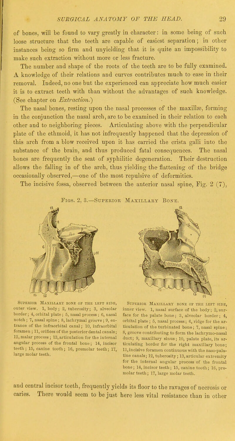 of bones, will be found to vary greatly in character: in some being of such loose structure that the teeth are capable of easiest separation ; in other instances being so firm and unyielding that it is quite an impossibility to make such extraction without more or less fracture. The number and shape of the roots of the teeth are to be fully examined. A knowledge of their relations and curves contributes much to ease in their removal. Indeed, no one but the experienced can appreciate how much easier it is to extract teeth with than without the advantages of such knowledge. (See chapter on Extraction.') The nasal bones, resting upon the nasal processes of the maxillae, forming in the conjunction the nasal arch, are to be examined in their relation to each other and to neighboring pieces. Articulating above with the perpendicular plate of the ethmoid, it has not infrequently happened that the depression of this arch from a blow received upon it has carried the crista galli into the substance of the brain, and thus produced fatal consequences. The nasal bones are frequently the seat of syphilitic degeneration. Their destruction allows the falling in of the arch, thus yielding the flattening of the bridge occasionally observed,—one of the most repulsive of deformities. The incisive fossa, observed between the anterior nasal spine, Fig. 2 (7), Pigs. 2, 3.—Superior Maxillary Bone. IT mm * 8 Superior Maxillary bone of the left side, outer view. 1, body; 2, tuberosity; 3, alveolar border; 4, orbital plate; 5, nasal process ; 6, nasal notch ; 7, nasal spine; 8, lachrymal groove ; 9, en- trance of the infraorbital canal; 10, infraorbital foramen ; 11, orifices of the postoriordental canals; 12, malar process ; 13, articulation for the internal angular process of the frontal bone; 14, incisor teeth; 15, canine tooth; 10, premolar teeth; 17, large molar teeth. Superior Maxillary bone of the left side, inner view. 1, nasal surface of the body ; 2, sur- face for the palate boue; 3, alveolar border; 4, orbital plate ; 5, nasal process; C, ridge for the ar- ticulation of the turbinated bone; 7, nasal spine; 8, groove contributing to form the lachrymo-nasal duct; 9, maxillary sinus; 10, palate plate, its ar- ticulating border for the right maxillary boue; 11 .incisive foramen continuous with the naso-pala- tino canals; 12, tuberosity ; 13, articular extremity for the internal angular procoss of the frontal bone; 14, incisor teeth ; 15, canine tooth; 1G, pre- molar teeth; 17, large molar teeth. and central incisor teeth, frequently yields its floor to the ravages of necrosis or caries. There would seem to be just here less vital resistance than in other