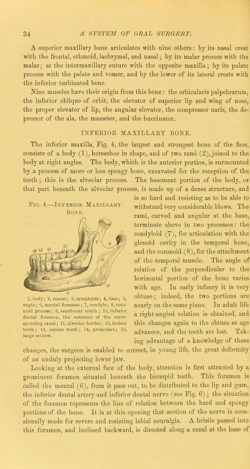 A superior maxillary bone articulates with nine others: by its nasal crest with the frontal, ethmoid, lachrymal, and nasal; by its malar process with the malar; at the intermaxillary suture with the opposite maxilla; by its palate process with the palate and vomer, and by the lower of its lateral crests with the inferior turbinated bone. Nine muscles have their origin from this bone : the orbicularis palpebrarum, the inferior oblique of orbit, the elevator of superior lip and wing of nose, the proper elevator of lip, the angular elevator, the compressor naris, the de- pressor of the ala, the masseter, and the buccinator. INFERIOR MAXILLARY BONE. The inferior maxilla, Fig. 4, the largest and strongest bone of the face, consists of a body (1), horseshoe in shape, and of two rami (2), joined to the body at right angles. The body, which is the anterior portion, is surmounted by a process of more or less spongy bone, excavated for the reception of the teeth ; this is the alveolar process. The basement portion of the body, or that part beneath the alveolar process, is made up of a dense structure, and is so hard and resisting as to be able to withstand very considerable blows. The rami, curved and angular at the base, terminate above in two processes: the condyloid (7), for articulation with the glenoid cavity in the temporal bone, and the coronoid (8), for the attachment of the temporal muscle. The angle of relation of the perpendicular to the horizontal portion of the bone varies with age. In early infancy it is very obtuse; indeed, the two portions are nearly on the same plane. In adult life a right-angled relation is obtained, and this changes again to the obtuse as age advances, and the teeth are lost. Tak- ing advantage of a knowledge of these changes, the surgeon is enabled to correct, in young life, the great deformity of an unduly projecting lower jaw. Looking at the external face of the body, attention is first attracted by a prominent foramen situated beneath the bicuspid teeth. This foramen is called the mental (6), from it pass out, to be distributed to the lip and gum, the inferior dental artery and inferior dental nerve (see Fig. 6) ; the situation of the foramen represents the line of relation between the hard and spongy portions of the bone. It is at this opening that section of the nerve is occa- sionally made for severe and resisting labial neuralgia. A bristle passed into this foramen, and inclined backward, is directed along a canal at the base of Fig. 4.—Inferior Maxillary Bone. 1, body; 2, ramus; 3, symphysis; 4, base; 5, angle; G, mental foramen ; 7, condyle ; 8, coro- noid process; 9, semilunar notch; 10, inferior dental foramen, the entrance of the corre- sponding canal; 11, alveolar border; 12, incisor teeth; 13, canine tooth; 14, premolars; 15, large molars.