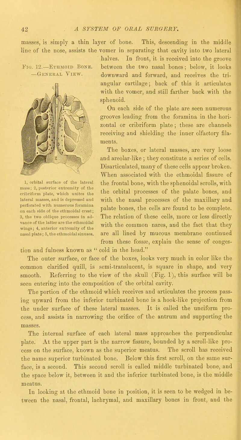 Fig. 12.—Ethmoid Bone. —General View. masses, is simply a thin layer of bone. This, descending in the middle line of the nose, assists the vomer in separating that cavity into two lateral halves. In front, it is received into the groove between the two nasal bones; below, it looks downward and forward, and receives the tri- angular cartilage; back of this it articulates with the vomer, and still farther back with the sphenoid. On each side of the plate are seen numerous grooves leading from the foramina in the hori- zontal or cribriform plate; these are channels receiving and shielding the inner olfactory fila- ments. The boxes, or lateral masses, are very loose and areolar-like ; they constitute a series of cells. Disarticulated, many of these cells appear broken. When associated with the ethmoidal fissure of the frontal bone, with the sphenoidal scrolls, with the orbital processes of the palate bones, and with the nasal processes of the maxillary and palate bones, the cells are found to be complete. The relation of these cells, more or less directly with the common nares, and the fact that they are all lined by mucous membrane continued from these fossEe, explain the sense of conges- tion and fulness known as  cold in the head. The outer surface, or face of the boxes, looks very much in color like the common clarified quill, is semi-translucent, is square in shape, and very smooth. Keferring to the view of the skull (Fig. 1), this surface will be seen entering into the composition of the orbital cavity. The portion of the ethmoid which receives and articulates the process pass- ing upward from the inferior turbinated bone is a hook-like projection from the under surface of these lateral masses. It is called the unciform pro- cess, and assists in narrowing the orifice of the antrum and supporting the masses. The internal surface of each lateral mass approaches the perpendicular plate. At the upper part is the narrow fissure, bounded by a scroll-like pro- cess on the surface, known as the superior meatus. The scroll has received the name superior turbinated bone. Below this first scroll, on the same sur- face, is a second. This second scroll is called middle turbinated bone, and the space below it, between it and the inferior turbinated bone, is the middle meatus. In looking at the ethmoid bone in position, it is seen to be wedged in be- tween the nasal, frontal, lachrymal, aud maxillary bones iu front, and the 1, orbital surface of the lateral mass; 2, posterior extremity of the cribriform plate, which unites the lateral masses, and is depressed and perforated with numerous foramina on each side of the ethmoidal crest; 3, the two oblique processes in ad- vance of the latter are the ethmoidal wingB; 4, anterior extremity of the nasal plate; 5, the ethmoidal sinuses.
