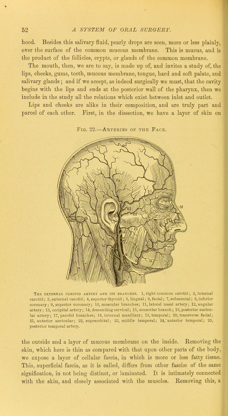hood. Besides this salivary fluid, pearly drops are seen, more or less plainly, over the surface of the common mucous membrane. This is mucus, and is the product of the follicles, crypts, or glands of the common membrane. The mouth, then, we are to say, is made up of, and invites a study of, the lips, cheeks, gums, teeth, mucous membrane, tongue, hard and soft palate, and salivary glands ; and if we accept, as indeed surgically we must, that the cavity begins with the lips and ends at the posterior wall of the pharynx, then we include in the study all the relations which exist between inlet and outlet. Lips and cheeks are alike in their composition, and are truly part and parcel of each other. First, in the dissection, we have a layer of skin on Fig. 22.—Arteries of the Face. The external carotid artert and its branches. 1, right conimou cnrotid ; 2, internal carotid; 3, external carotid ; 4, superior thyroid ; 5, lingual; G, facial; 7, submental; 8, inferior coronary; 9, superior coronary; 10, muBcular branches; 11, lateral nasal artery; 12, angular artery; 13, occipital artery; 14, descending cervical; 15, muscular branch; 1G, posterior auricu- lar artery; 17, parotid branches; 18, internal maxillary; 19, temporal; 20, transverse facial; 21, anterior auricular; 22, supraorbital; 23, middle temporal; 24,'anterior temporal; 25, posterior temporal artery. the outside and a layer of mucous membrane on the inside. Removing the skin, which here is thin as compared with that upon other parts of the body, we expose a layer of cellular fascia, in which is more or less fatty tissue. This, superficial fascia, as it is called, differs from other fascia; of the same signification, in not being distinct, or laminated. It is intimately connected with the skin, and closely associated with the muscles. Removing this, a
