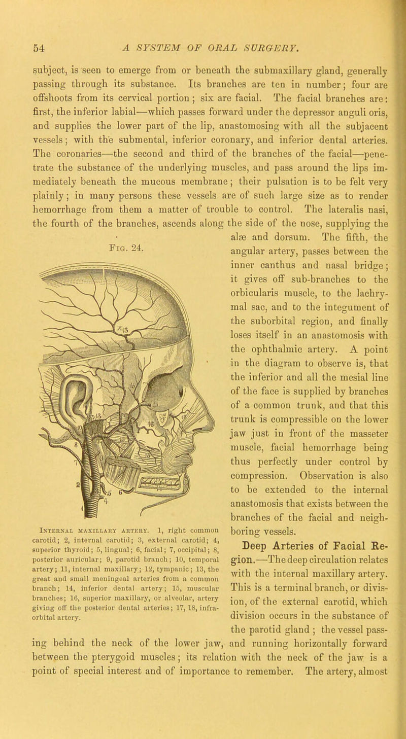 Fig. 24. subject, is seen to emerge from or beneath the submaxillary gland, generally passing through its substance. Its branches are ten in number; four are offshoots from its cervical portion ; six are facial. The facial branches are: first, the inferior labial—which passes forward under the depressor anguli oris, and supplies the lower part of the lip, anastomosing with all the subjacent vessels; with the submental, inferior coronary, and inferior dental arteries. The coronaries—the second and third of the branches of the facial—pene- trate the substance of the underlying muscles, and pass around the lips im- mediately beneath the mucous membrane; their pulsation is to be felt very plainly; in many persons these vessels are of such large size as to render hemorrhage from them a matter of trouble to control. The lateralis nasi, the fourth of the branches, ascends along the side of the nose, supplying the alae and dorsum. The fifth, the angular artery, passes between the inner canthus and nasal bridge; it gives off sub-branches to the orbicularis muscle, to the lachry- mal sac, and to the integument of the suborbital region, and finally loses itself in an anastomosis with the ophthalmic artery. A point in the diagram to observe is, that the inferior and all the mesial line of the face is supplied by branches of a common trunk, and that this trunk is compressible on the lower jaw just in front of the masseter muscle, facial hemorrhage being thus perfectly under control by compression. Observation is also to be extended to the internal anastomosis that exists between the branches of the facial and neigh- boring vessels. Deep Arteries of Facial Re- gion.—The deep circulation relates with the internal maxillary artery. This is a terminal branch, or divis- ion, of the external carotid, which division occurs in the substance of the parotid gland ; the vessel pass- ing behind the neck of the lower jaw, and running horizontally forward between the pterygoid muscles; its relation with the neck of the jaw is a point of special interest and of importance to remember. The artery, almost Internal maxillary artery. 1, right common carotid; 2, internal carotid; 3, external carotid; 4, superior thyroid; 5, lingual; 6, facial; 7, occipital; 8, posterior auricular; 9, parotid branch; 10, temporal artery; 11, internal maxillary; 12, tympanic; 13, the great and small meningeal arteries from a common branch; 14, inferior dental artery; 15, muscular branches; 16, superior maxillary, or alveolar, artery giving off the posterior dental arteries; 17, IS, infra- orbital artery.