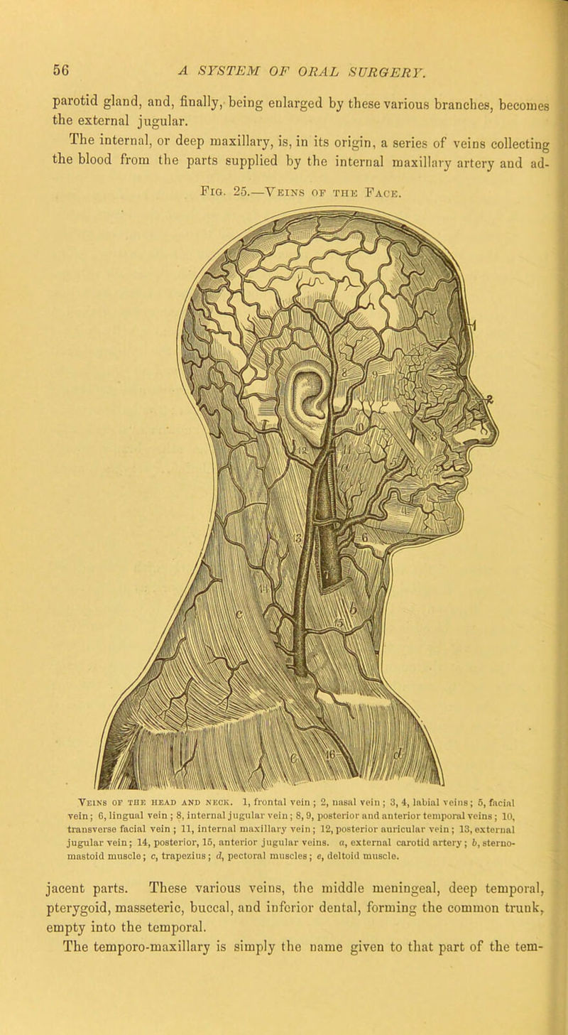 parotid gland, and, finally, being enlarged by tbese various branches, becomes the external jugular. The internal, or deep maxillary, is, in its origin, a series of veins collecting the blood from the parts supplied by the internal maxillary artery and ad- Pig. 25.—Veins of the Pace. Veins op the head and neck. 1, frontal vein ; 2, nasal vein ; 3, 4, labial veins; 5, facial vein; G, lingual vein ; 8, internal jugular vein; S, 9, posterior and anterior temporal veins; 10, transverse facial vein ; 11, internal maxillary vein ; 12, posterior auricular vein; 13, external jugular vein; 14, posterior, 15, anterior jugular veins, a, external carotid artery; b, sterno- mastoid muscle; c, trapezius ; rt, pectoral muscles; e, deltoid muscle. jacent parts. These various veins, the middle meningeal, deep temporal pterygoid, masseteric, buccal, and inferior dental, forming the common trunk- empty into the temporal. The temporo-maxillary is simply the name given to that part of the tern-