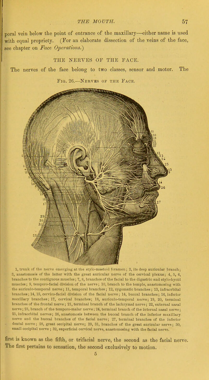 poral vein below the point of entrance of the maxillary—either name is used with equal propriety. (For an elaborate dissection of the veins of the face, see chapter on Face Operations.) THE NERVES OP THE PACE. The nerves of the face belong to two classes, sensor and motor. The Fig. 26.—Nerves of the Pace. 1, trunk of the nerve emerging at the stylo-niastoid foramen; 2, its deep auricular branch; 3, anastomosis of the latter with the great auricular nerve of the cervical plexus; 4, 5, 0, branches to the contiguous muscles; 7, 8, branches of the facial to the digastric and stylo-hyoid muscles; 9, teinporo-facial division of the norve; 10, branch to the temple, anastomosing with the auriculo-teinporal nerve; 11, temporal branches ; 12, zygomatic branches ; 13, infraorbital branches; 14,15, cervico-facial division of tho facial nerve; 14, buccal branches; 16, inferior maxillary branches; 17, cervical branches; 18, auriculo-temporal nerve; 19, 20, terminal branches of the frontal nerve ; 21, terminal branch of the lachrymal nerve; 22, external nasal nerve; 2:i, branch of the temporo-malar nerve; 24, terminal branch of the internal nasal nerve; 2), infraorbital nerves; 26, anastomosis between the buccal branch of tho inferior maxillary nerve and the buccal branches of the facial nerve; 27, terminal branches of the inferior dental nerve; 28, great occipital nerve; 29, 31, branches of tho great auricular nerve; 30, small occipital nerve ; 32, superficial cervical nerve, anastomosing with the facial norve. first is known as the fifth, or trifacial nerve, the second as the facial nerve. The first pertains to sensation, the second exclusively to motion. 5