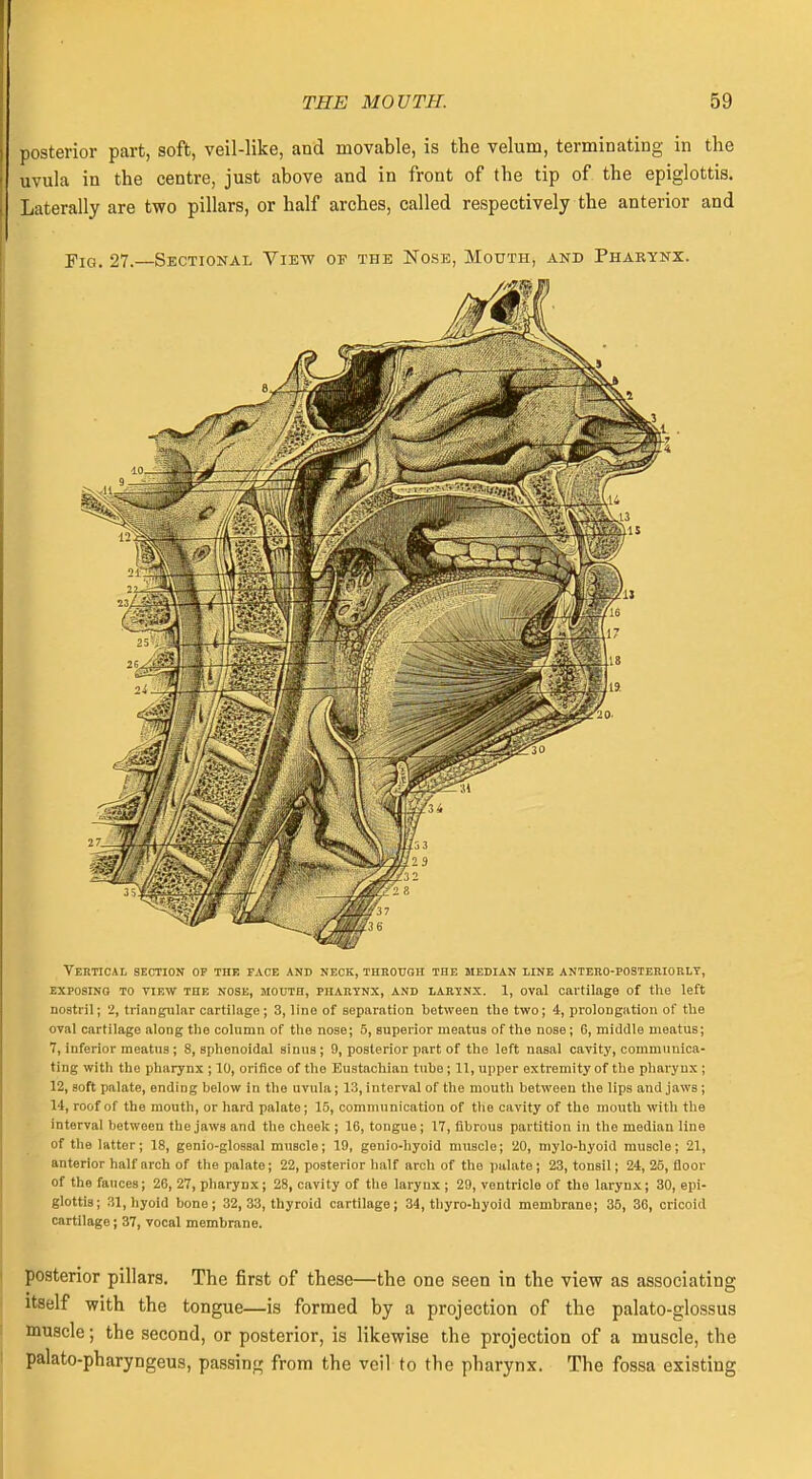 posterior part, soft, veil-like, and movable, is the velum, terminating in the uvula in the centre, just above and in front of the tip of the epiglottis. Laterally are two pillars, or half arches, called respectively the anterior and ]7IG. 27. Sectional View or the Nose, Mouth, and Pharynx. Vertical section op the face and neck, through the median line antero-posteriorly, EXPOSING TO VIEW THE NOSE, MOUTH, PHARYNX, AND LARYNX. 1, OVal Cartilage of the left nostril; 2, triangular cartilage; 3, line of separation between the two; 4, prolongation of the oval cartilage along the column of the nose; 5, superior meatus of the nose; 6, middle meatus; 7, inferior meatus ; 8, sphenoidal sinus ; 9, posterior part of the left nasal cavity, communica- ting with the pharynx ; 10, orifice of the Eustachian tube; 11, upper extremity of the pharynx ; 12, soft palate, ending below in the uvula; 13, interval of the mouth between the lips and jaws ; 14, roof of the mouth, or hard palate; 15, communication of the cavity of the mouth with the interval between the jaws and the cheek ; 16, tongue; 17, fibrous partition in the median line of the latter; 18, genio-glossal muscle; 19, genio-hyoid muscle; 20, mylo-hyoid muscle; 21, anterior half arch of the palate; 22, posterior half arch of the palate; 23, tonsil; 24, 25, floor of the fauces; 26, 27, pharynx; 28, cavity of the larynx ; 29, ventricle of the larynx; 30, epi- glottis; 31,hyoid bone; 32, 33, thyroid cartilage; 34, tbyro-hyoid membrane; 35, 36, cricoid cartilage; 37, vocal membrane. posterior pillars. The first of these—the one seen in the view as associating itself with the tongue—is formed by a projection of the palato-glossus muscle; the second, or posterior, is likewise the projection of a muscle, the palato-pharyngeus, passing from the veil to the pharynx. The fossa existing