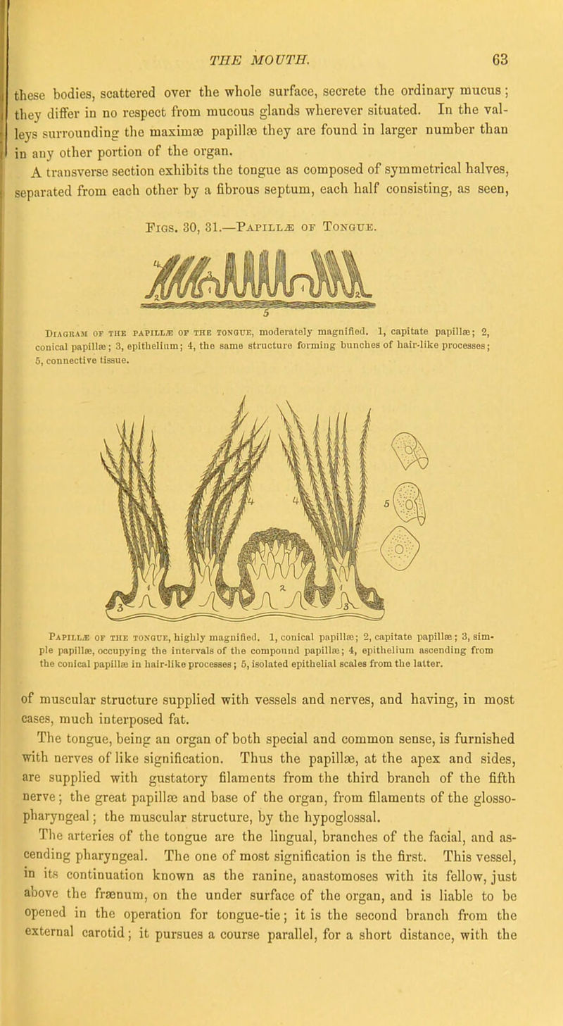 these bodies, scattered over the whole surface, secrete the ordinary mucus; they differ in no respect from mucous glands wherever situated. In the val- leys surrounding the maximae papillae they are found in larger number than in any other portion of the organ. A transverse section exhibits the tongue as composed of symmetrical halves, separated from each other by a fibrous septum, each half consisting, as seen, Pigs. 30, 31.—Papillae of Tongue. Mil Diagram of the papilla! or the tongue, moderately magnified. 1, capitate papillae; 2, conical papilla;; 3, epithelium; 4, the same structure forming hunches of hair-like processes; 5, connective tissue. Papillae of the tongue, highly magnified. 1, conical papilla;; 2, capitate papillse ; 3, sim- ple papilla:, occupying the intervals of the compound papillaa; 4, epithelium ascending from the conical papilla) in hair-like processes; 5, isolated epithelial scales from the latter. of muscular structure supplied with vessels and nerves, and having, in most cases, much interposed fat. The tongue, being an organ of both special and common sense, is furnished with nerves of like signification. Thus the papillaa, at the apex and sides, are supplied with gustatory filaments from the third branch of the fifth nerve; the great papillae and base of the organ, from filaments of the glosso- pharyngeal ; the muscular structure, by the hypoglossal. The arteries of the tongue are the lingual, branches of the facial, and as- cending pharyngeal. The one of most signification is the first. This vessel, in its continuation known as the ranine, anastomoses with its fellow, just above the frsenum, on the under surface of the organ, and is liable to be opened in the operation for tongue-tie; it is the second branch from the external carotid; it pursues a course parallel, for a short distance, with the