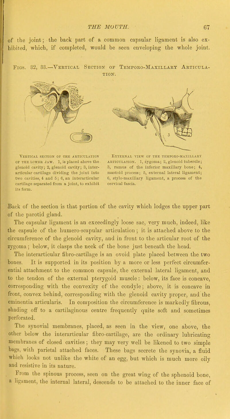 of the joint; the back part of a common capsular ligament is also ex- hibited, which, if completed, would be seen enveloping the whole joint. Figs. 32, 33.—Vertical Section of Tempoeo-Maxillart Articula- tion. Vertical section of the articulation of tee lower jaw. 1, is placed above the glenoid cavity; 2, glenoid cavity; 3, inter- articular cartilage dividing the joint into two cavities, 4 and 5; 6, an interarticular cartilage separated from a joint, to exhibit iis form. External view of the temporo-maxillarv articulation. 1, zygoma; 2, glenoid tubercle; 3, ramus of the inferior maxillary bone; 4, mastoid process; 5, external lateral ligament; 6, stylo-maxillary ligament, a process of the cervical fascia. •Back of the section is that portion of the cavity which lodges the upper part of the parotid gland. The capsular ligament is an exceedingly loose sac, very much, indeed, like the capsule of the humero-scapular articulation ; it is attached above to the circumference of the glenoid cavity, and in front to the articular root of the zygoma; below, it clasps the neck of the bone just beneath the head. The interarticular fibro-cartilage is an ovoid plate placed between the two bones. It is supported in its position by a more or less perfect circumfer- ential attachment to the common capsule, the external lateral ligament, and to the tendon of the external pterygoid muscle: below, its face is concave, corresponding with the convexity of the condyle; above, it is concave in front, convex behind, corresponding with the glenoid cavity proper, and the eminentia articularis. In composition the circumference is markedly fibrous, shading off to a cartilaginous centre frequently quite soft and sometimes perforated. The synovial membranes, placed, as seen in the view, one above, the other below the interarticular fibro-cartilage, are the ordinary lubricating membranes of closed cavities ; they may very well be likened to two simple bags, with parietal attached faces. These bags secrete the synovia, a fluid which looks not unlike the white of an egg, but which is much more oily and resistive in its nature. From the spinous process, seen on the great wing of the sphenoid bone, a ligament, the internal lateral, descends to be attached to the inner face of
