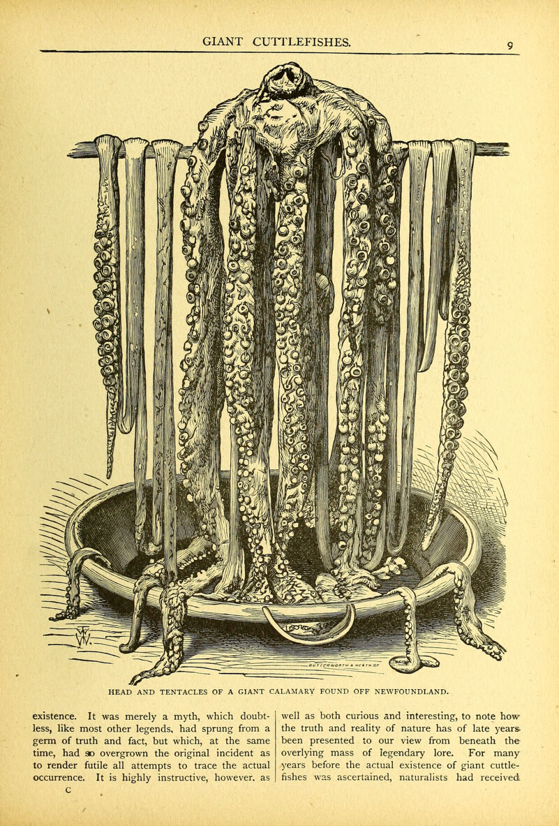 9 HEAD AND TENTACLES OF A GIANT CALAMARY FOUND OFF NEWFOUNDLAND. existence. It was merely a myth, which doubt- less, like most other legends, had sprung from a germ of truth and fact, but which, at the same time, had so overgrown the original incident as to render futile all attempts to trace the actual occurrence. It is highly instructive, however, as c well as both curious and interesting, to note how the truth and reality of nature has of late years, been presented to our view from beneath the overlying mass of legendary lore. For many years before the actual existence of giant cuttle- fishes was ascertained, naturalists had received /