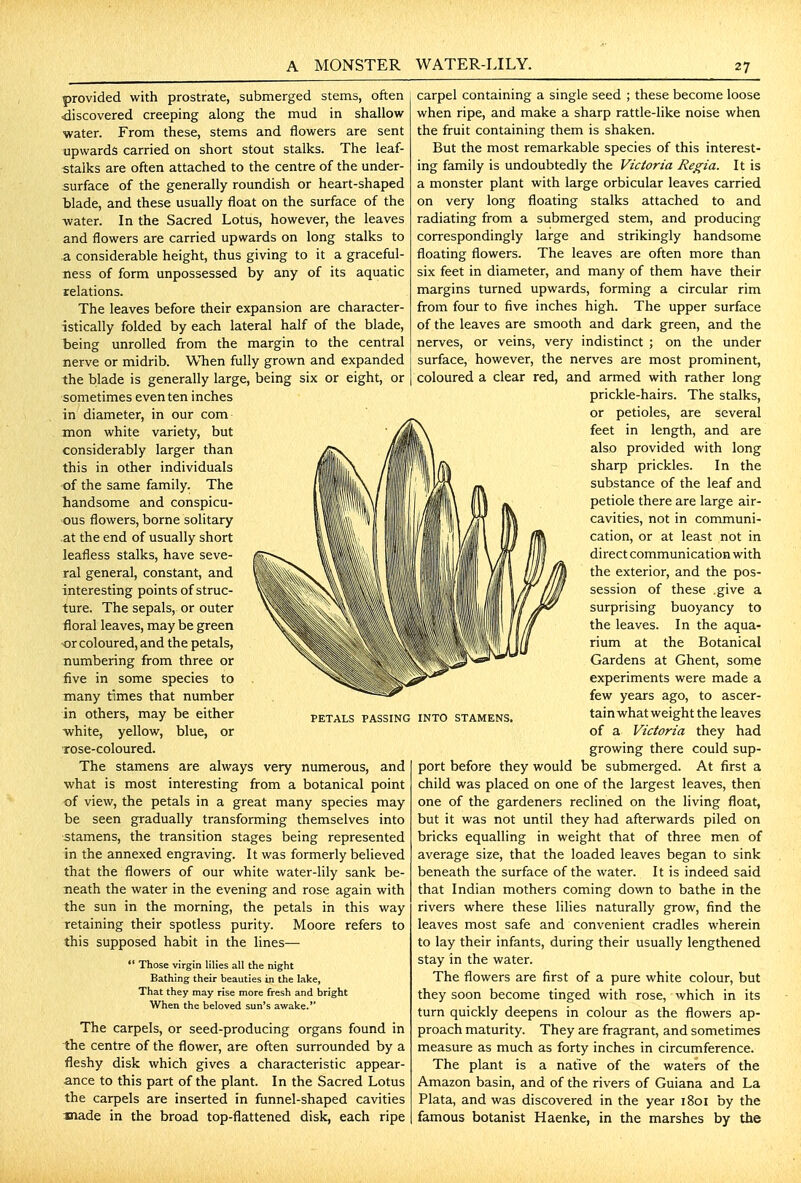 A MONSTER WATER-LILY. provided with prostrate, submerged steins, often discovered creeping along the mud in shallow water. From these, stems and flowers are sent upwards carried on short stout stalks. The leaf- stalks are often attached to the centre of the under- surface of the generally roundish or heart-shaped blade, and these usually float on the surface of the -water. In the Sacred Lotus, however, the leaves and flowers are carried upwards on long stalks to a considerable height, thus giving to it a graceful- ness of form unpossessed by any of its aquatic relations. The leaves before their expansion are character- istically folded by each lateral half of the blade, t)eing unrolled from the margin to the central nerve or midrib. When fully grown and expanded the blade is generally large, being six or eight, or sometimes even ten inches in diameter, in our com mon white variety, but considerably larger than this in other individuals •of the same family. The handsome and conspicu- ous flowers, borne solitary at the end of usually short leafless stalks, have seve- ral general, constant, and interesting points of struc- ture. The sepals, or outer floral leaves, may be green ■or coloured, and the petals, numbering from three or five in some species to many tames that number in others, may be either petals passing ■white, yellow, blue, or rose-coloured. The stamens are always very numerous, and what is most interesting from a botanical point of view, the petals in a great many species may be seen gradually transforming themselves into stamens, the transition stages being represented in the annexed engraving. It was formerly believed that the flowers of our white water-lily sank be- neath the water in the evening and rose again with the sun in the morning, the petals in this way retaining their spotless purity. Moore refers to this supposed habit in the lines— Those virgin lilies all the night Bathing their beauties in the lake, That they may rise more fresh and bright When the beloved sun's awake.'* The carpels, or seed-producing organs found in the centre of the flower, are often surrounded by a fleshy disk which gives a characteristic appear- ance to this part of the plant. In the Sacred Lotus the carpels are inserted in funnel-shaped cavities made in the broad top-flattened disk, each ripe 27 carpel containing a single seed ; these become loose when ripe, and make a sharp rattle-like noise when the fruit containing them is shaken. But the most remarkable species of this interest- ing family is undoubtedly the Victoria Regia. It is a monster plant with large orbicular leaves carried on very long floating stalks attached to and radiating from a submerged stem, and producing correspondingly large and strikingly handsome floating flowers. The leaves are often more than six feet in diameter, and many of them have their margins turned upwards, forming a circular rim from four to five inches high. The upper surface of the leaves are smooth and dark green, and the nerves, or veins, very indistinct ; on the under surface, however, the nerves are most prominent, coloured a clear red, and armed with rather long prickle-hairs. The stalks, or petioles, are several feet in length, and are also provided with long sharp prickles. In the substance of the leaf and petiole there are large air- cavities, not in communi- cation, or at least not in direct communication with the exterior, and the pos- session of these give a surprising buoyancy to the leaves. In the aqua- rium at the Botanical Gardens at Ghent, some experiments were made a few years ago, to ascer- INTO STAMENS. tainwhat weight the leaves of a Victoria they had growing there could sup- port before they would be submerged. At first a child was placed on one of the largest leaves, then one of the gardeners reclined on the living float, but it was not until they had afterwards piled on bricks equalling in weight that of three men of average size, that the loaded leaves began to sink beneath the surface of the water. It is indeed said that Indian mothers coming down to bathe in the rivers where these lilies naturally grow, find the leaves most safe and convenient cradles wherein to lay their infants, during their usually lengthened stay in the water. The flowers are first of a pure white colour, but they soon become tinged with rose, which in its turn quickly deepens in colour as the flowers ap- proach maturity. They are fragrant, and sometimes measure as much as forty inches in circumference. The plant is a native of the waters of the Amazon basin, and of the rivers of Guiana and La Plata, and was discovered in the year 1801 by the famous botanist Haenke, in the marshes by the