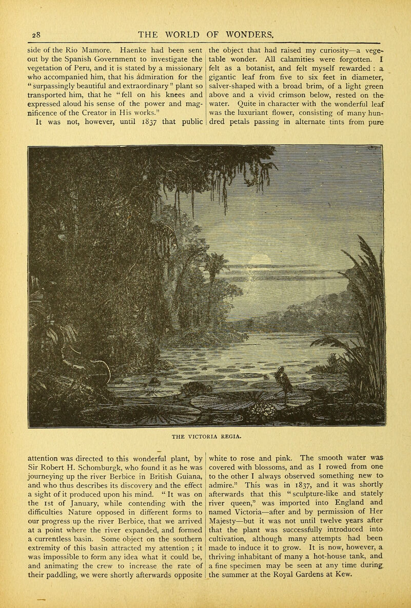 side of the Rio Mamore. Haenke had been sent out by the Spanish Government to investigate the vegetation of Peru, and it is stated by a missionary who accompanied him, that his Admiration for the surpassingly beautiful and extraordinary plant so transported him, that he fell on his knees and expressed aloud his sense of the power and mag- nificence of the Creator in His works. It was not, however, until 1837 that public the object that had raised my curiosity—a vege- table wonder. All calamities were forgotten. E felt as a botanist, and felt myself rewarded : a gigantic leaf from five to six feet in diameter, salver-shaped with a broad brim, of a light green above and a vivid crimson below, rested on the water. Quite in character with the wonderful leaf was the luxuriant flower, consisting of many hun- dred petals passing in alternate tints from pure THE VICTORIA REGIA. attention was directed to this wonderful plant, by Sir Robert H. Schomburgk, who found it as he was journeying up the river Berbice in British Guiana, and who thus describes its discovery and the effect a sight of it produced upon his mind. It was on the 1st of January, while contending with the difficulties Nature opposed in different forms to our progress up the river Berbice, that we arrived at a point where the river expanded, and formed a currentless basin. Some object on the southern extremity of this basin attracted my attention ; it was impossible to form any idea what it could be, and animating the crew to increase the rate of their paddling, we were shortly afterwards opposite white to rose and pink. The smooth water was covered with blossoms, and as I rowed from one to the other I always observed something new to admire. This was in 1837, and it was shortly afterwards that this sculpture-like and stately- river queen, was imported into England and named Victoria—after and by permission of Her Majesty—but it was not until twelve years after that the plant was successfully introduced into cultivation, although many attempts had been made to induce it to grow. It is now, however, a thriving inhabitant of many a hot-house tank, and a fine specimen may be seen at any time during the summer at the Royal Gardens at Kew.