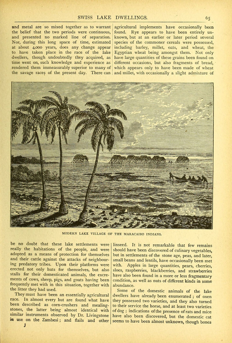 and metal are so mixed together as to warrant the behef that the two periods were continuous, and presented no marked hne of separation. Nor, during this long space of time, estimated at about 4,000 years, does any change appear to have taken place in the race of the lake I dwellers, though undoubtedly they acquired, as ! time went on, such knowledge and experience as rendered them immeasurably superior to many of { the savage races of the present day. There can 1 agricultural implements have occasionally been found. Rye appears to have been entirely un- known, but at an earlier or later period several species of the commoner cereals were possessed, including barley, millet, oats, and wheat, the Egyptian wheat being amongst them. Not only have large quantities of these grains been found on different occasions, but also fragments of bread, which appears only to have been made of wheat and millet, with occasionally a slight admixture of 11 MODERN LAKE VILLAGE OF THE MARACAIBO INDIANS. be no doubt that these lake settlements were really the habitations of the people, and were adopted as a means of protection for themselves and their cattle against the attacks of neighbour- ing predatory tribes. Upon their platforms were erected not only huts for themselves, but also stalls for their domesticated animals, the excre- ments of cows, sheep, pigs, and goats having been frequently met with in this situation, together with the litter they had used. They must have been an essentially agricultural race. In almost every hut are found what have been described as corn-crushers and mealing- stones, the latter being almost identical with similar instruments observed by Dr. Livingstone in use on the Zambesi; and flails and other hnseed. It is not remarkable that few remains should have been discovered of culinary vegetables, but in settlements of the stone age, peas, and later, small beans and lentils, have occasionally been met with. Apples in large quantities, pears, cherries, sloes, raspberries, blackberries, and strawberries have also been found in a more or less fragmentary condition, as well as nuts of different kinds in some abundance. Some of the domestic animals of the lake dwellers have already been enumerated ; of oxen they possessed two varieties, and they also turned to their service the horse, and at least two varieties of dog ; indications of the presence of rats and mice have also been discovered, but the domestic cat seems to have been almost unknown, though bones
