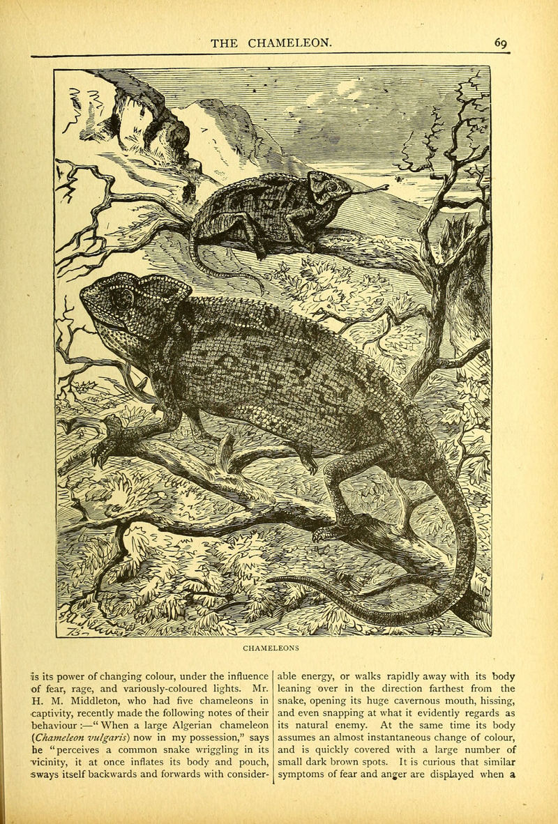 CHAMELEONS 5s its power of changing colour, under the influence of fear, rage, and variously-coloured lights. Mr. H. M. Middleton, who had five chameleons in ■captivity, recently made the following notes of their behaviour :— When a large Algerian chameleon (Chameleon vulgaris) now in my possession, says he perceives a common snake wriggling in its ■vicinity, it at once inflates its body and pouch, sways itself bacicwards and forwards with consider- able energy, or walks rapidly away with its body leaning over in the direction farthest from the snake, opening its huge cavernous mouth, hissing, and even snapping at what it evidently regards as its natural enemy. At the same time its body assumes an almost instantaneous change of colour, and is quickly covered with a large number of small dark brown spots. It is curious that similar symptoms of fear and anjer are displayed when a