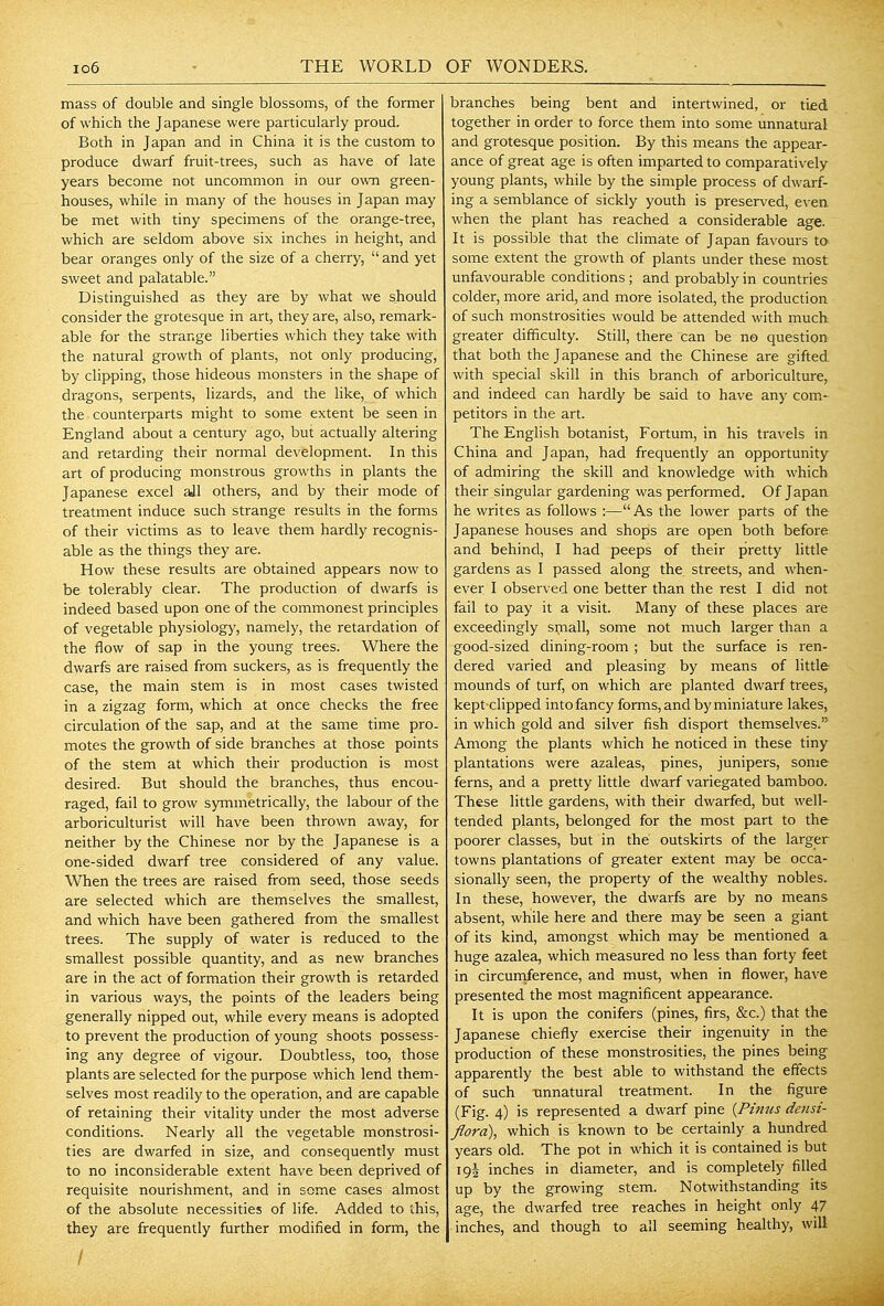 io6 ' THE WORLD mass of double and single blossoms, of the former of which the Japanese were particularly proud. Both in Japan and in China it is the custom to produce dwarf fruit-trees, such as have of late years become not uncommon in our own green- houses, while in many of the houses in Japan may be met with tiny specimens of the orange-tree, which are seldom above six inches in height, and bear oranges only of the size of a cherry,  and yet sweet and palatable. Distinguished as they are by what we should consider the grotesque in art, they are, also, remark- able for the strange liberties which they take with the natural growth of plants, not only producing, by clipping, those hideous monsters in the shape of dragons, serpents, lizards, and the Hke, of which the counterparts might to some extent be seen in England about a century ago, but actually altering and retarding their normal development. In this art of producing monstrous growths in plants the Japanese excel aJl others, and by their mode of treatment induce such strange results in the forms of their victims as to leave them hardly recognis- able as the things they are. How these results are obtained appears now to be tolerably clear. The production of dwarfs is indeed based upon one of the commonest principles of vegetable physiology, namely, the retardation of the flow of sap in the young trees. Where the dwarfs are raised from suckers, as is frequently the case, the main stem is in most cases twisted in a zigzag form, which at once checks the free circulation of the sap, and at the same time pro- motes the growth of side branches at those points of the stem at which their production is most desired. But should the branches, thus encou- raged, fail to grow symmetrically, the labour of the arboriculturist will have been thrown away, for neither by the Chinese nor by the Japanese is a one-sided dwarf tree considered of any value. When the trees are raised from seed, those seeds are selected which are themselves the smallest, and which have been gathered from the smallest trees. The supply of water is reduced to the smallest possible quantity, and as new branches are in the act of formation their growth is retarded in various ways, the points of the leaders being generally nipped out, while every means is adopted to prevent the production of young shoots possess- ing any degree of vigour. Doubtless, too, those plants are selected for the purpose which lend them- selves most readily to the operation, and are capable of retaining their vitality under the most adverse conditions. Nearly all the vegetable monstrosi- ties are dwarfed in size, and consequently must to no inconsiderable extent have been deprived of requisite nourishment, and in some cases almost of the absolute necessities of life. Added to this, they are frequently further modified in form, the OF WONDERS. branches being bent and intertwined, or tied together in order to force them into some unnatural and grotesque position. By this means the appear- ance of great age is often imparted to comparatively young plants, while by the simple process of dwarf- ing a semblance of sickly youth is preserved, even when the plant has reached a considerable age. It is possible that the climate of Japan favours to some extent the growth of plants under these most unfavourable conditions ; and probably in countries colder, more arid, and more isolated, the production of such monstrosities would be attended with much greater difficulty. Still, there can be no question that both the Japanese and the Chinese are gifted with special skill in this branch of arboriculture, and indeed can hardly be said to have any com- petitors in the art. The English botanist, Fortum, in his travels in China and Japan, had frequently an opportunity of admiring the skill and knowledge with which their singular gardening was performed. Of Japan he writes as follows ;—As the lower parts of the Japanese houses and shops are open both before and behind, I had peeps of their pretty little gardens as I passed along the streets, and when- ever I observed one better than the rest I did not fail to pay it a visit. Many of these places are exceedingly small, some not much larger than a good-sized dining-room ; but the surface is ren- dered varied and pleasing by means of little mounds of turf, on which are planted dwarf trees, kept clipped into fancy forms, and by miniature lakes, in which gold and silver fish disport themselves. Among the plants which he noticed in these tiny plantations were azaleas, pines, junipers, some ferns, and a pretty little dwarf variegated bamboo. These little gardens, with their dwarfed, but well- tended plants, belonged for the most part to the poorer classes, but in the outskirts of the larger towns plantations of greater extent may be occa- sionally seen, the property of the wealthy nobles. In these, however, the dwarfs are by no means absent, while here and there may be seen a giant of its kind, amongst which may be mentioned a huge azalea, which measured no less than forty feet in circumference, and must, when in flower, have presented the most magnificent appearance. It is upon the conifers (pines, firs, &c.) that the Japanese chiefly exercise their ingenuity in the production of these monstrosities, the pines being apparently the best able to withstand the effects of such -unnatural treatment. In the figure (Fig. 4) is represented a dwarf pine {Pinus densi- flora\ which is known to be certainly a hundred years old. The pot in which it is contained is but i9i inches in diameter, and is completely filled up by the growing stem. Notwithstanding its age, the dwarfed tree reaches in height only 47 inches, and though to all seeming healthy, will