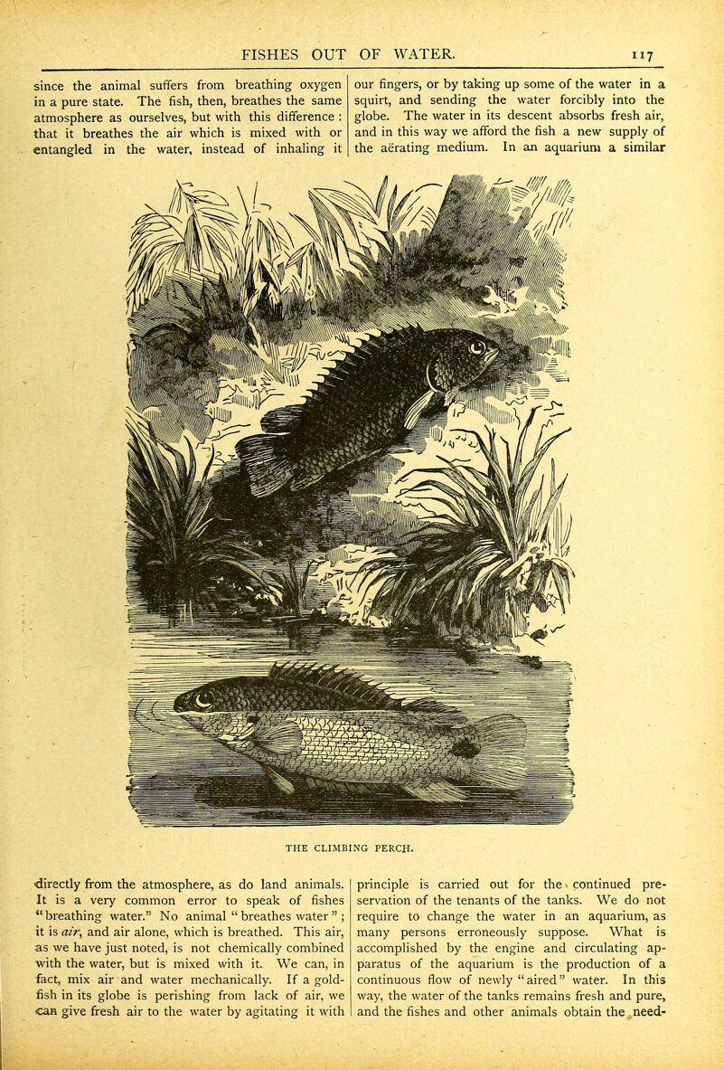 since the animal suffers from breathing oxygen in a pure state. The fish, then, breathes the same atmosphere as ourselves, but with this difference : that it breathes the air which is mixed with or entangled in the water, instead of inhaling it our fingers, or by taking up some of the water in a squirt, and sending the water forcibly into the globe. The water in its descent absorbs fresh air, and in this way we afford the fish a new supply of the aerating medium. In an aquarium a similar THE CLIMBING PERCH. directly from the atmosphere, as do land animals. It is a very common error to speak of fishes breathing water. No animal breathes water ; it is air, and air alone, which is breathed. This air, as we have just noted, is not chemically combined with the water, but is mixed with it. We can, in fact, mix air and water mechanically. If a gold- fish in its globe is perishing from lack of air, we can give fresh air to the water by agitating it with principle is carried out for the ■ continued pre- servation of the tenants of the tanks. We do not require to change the water in an aquarium, as many persons erroneously suppose. What is accomplished by the engine and circulating ap- paratus of the aquarium is the production of a continuous flow of newly aired water. In this way, the water of the tanks remains fresh and pure, and the fishes and other animals obtain the need-