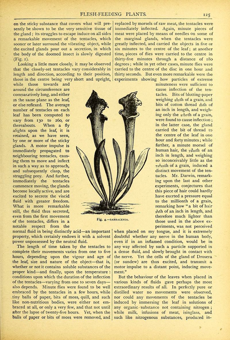 FLESH-FEEDING PLANTS. on the sticky substance that covers what will pre- sently be shown to be the very sensitive tissue of the gland ; its struggles to escape induce on all sides a remarkable movement of the tentacles, which sooner or later surround the vibrating object, while the excited glands pour out a secretion, in which the body of the doomed insect is slowly digested (Fig. I). Looking a little more closely, it may be observed that the closely-set tentacles vary considerably in length and direction, according to their position, those in the centre being very short and upright, while those towards and around the circumference are comparatively long, and either in the same plane as the leaf, or else reflexed. The average number of tentacles on each leaf has been Computed to vary from 130 to 260, or thereabouts. When a fly alights upon the leaf, it is retained, as we have seen, by one or more of the sticky glands. A motor impulse is immediately propagated to neighbouring tentacles, caus- ing them to move and inflect in such a way as to approach, and subsequently clasp, the struggling prey. And further, immediately the tentacles commence moving, the glands become locally active, and are excited to secrete the viscid fluid with gi-eater freedom. What is more remarkable still, the fluid thus secreted, even from the first movement of the tentacles, differs in a notable respect from the normal fluid in being distinctly acid—an important property, which certainly endows it with a solvent power unpossessed by the neutral fluid. The length of time taken by the tentacles to complete their movements varies from one to five hours, depending upon the vigour and age of the leaf, size and nature of the object—that is, whether or not it contains soluble substances of the proper kind—and finally, upon the temperature : conditions upon which the duration of the inflection of the tentacles—varying from one to seven days— also depends. Minute flies were found to be well embraced by the tentacles in a few hours, while tiny balls of paper, bits of moss, quill, and such like non-nutritious bodies, were either not em- braced at all, or only a very few, and that not until after the lapse of twenty-five hours. Yet, when the balls of paper or bits of moss were removed, and replaced by morsels of raw meat, the tentacles were immediately inflected. Again, minute pieces of meat were placed by means of needles on some of the marginal glands, when die tentacles were greatly inflected, and carried the objects in five or six minutes to the centre of the leaf; at another time, pieces of flies were carried to the centre in thirty-five minutes through a distance of 180 degrees ; while in yet other cases, minute flies were carried to the centre of the disc in one hour and thirty seconds. But even more remarkable were the experiments showing how particles of extreme minuteness were sufficient to cause inflection of the ten- tacles. Bits of blotting-paper weighing dr^th of a grain, and bits of cotton thread Ath of an inch in length, and weigh- ing only the srVith of a grain,^ were found to cause inflection ; in the latter case, the gland carried the bit of thread to the centre of the leaf in one hour and forty minutes; while further, a minute morsel of human hair, the Tu^uth of an. inch in length, and weighing^ so inconceivably little as the T^TTsth of a grain, induced a distinct movement of the ten- tacles. Mr. Darwin, remark- ing upon the last and other experiments, conjectures that this piece of hair could hardly have exerted a pressure equal to the millionth of a grain, remarking how a bit of hair i^ih of an inch in length, and therefore much lighter than those used in the above ex- periments, was not perceived when placed on my tongue, and it is extremely doubtful whether any nerve in the human body, even if in an inflamed condition, would be in any way affected by such a particle supported in a dense fluid, and slowly brought in contact with the nerve. Yet the cells of the gland of Drosera (or sundew) are thus excited, and transmit a motor impulse to a distant point, inducing move- ment. But the behaviour of the leaves when placed in various kinds of fluids gave perhaps the most extraordinary results of all. In perfectly pure or distilled water no movements were observed, nor could any movements of the tentacles be induced by immersing the leaf in solutions of any organic substance not containing nitrogen ; while milk, infusions of meat, isinglass, and such like nitrogenous substances, produced in- SARRACENIA.