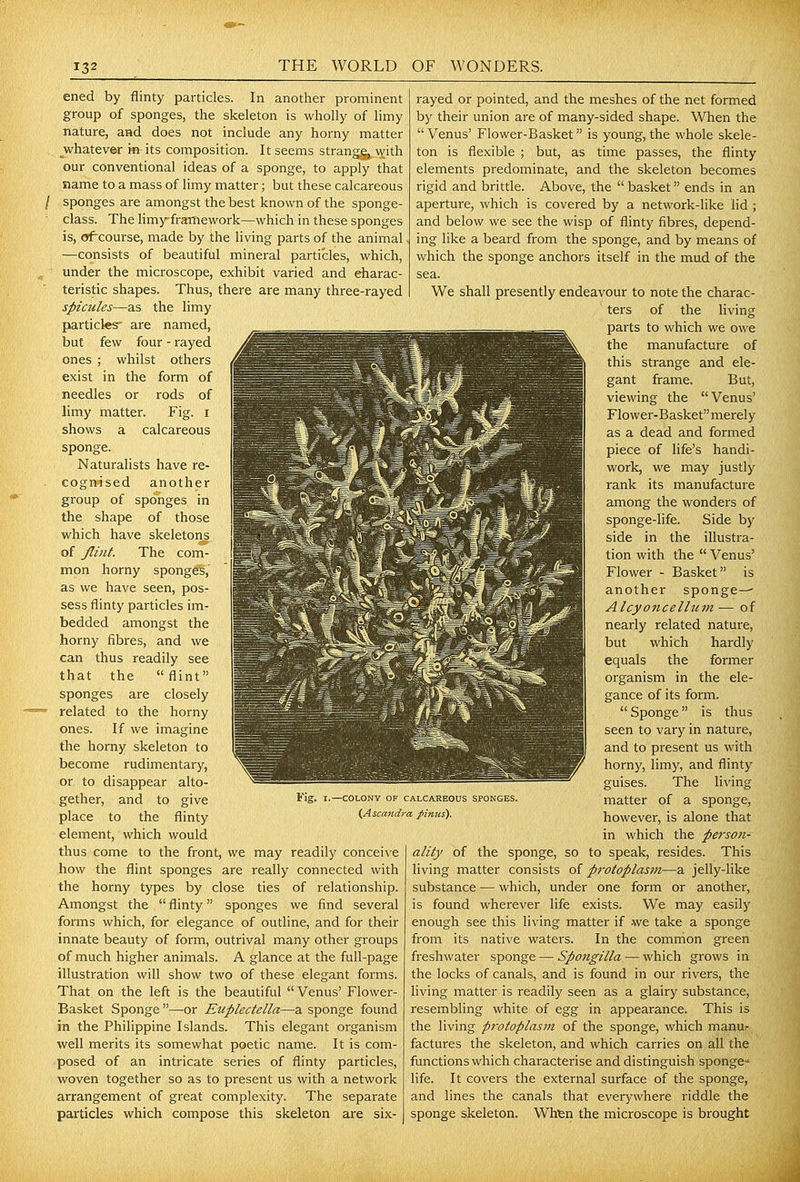 ened by flinty particles. In another prominent group of sponges, the skeleton is wholly of limy nature, aad does not include any horny matter ^whatever in-its composition. It seems strangg^ with our conventional ideas of a sponge, to apply that name to a mass of limy matter; but these calcareous sponges are amongst the best known of the sponge- class. The hmy-framework—which in these sponges is, of^course, made by the living parts of the animal —consists of beautiful mineral particles, which, under the microscope, exhibit varied and eharac- teristic shapes. Thus, there are many three-rayed spicules—as the limy particles' are named, but few four - rayed ones ; whilst others exist in the form of needles or rods of limy matter. Fig. i shows a calcareous sponge. Naturalists have re- cogn-ised another group of sponges in the shape of those which have skeletons of Jliiit. The com- mon horny spong^^ as we have seen, pos- sess flinty particles im- bedded amongst the horny fibres, and we can thus readily see that the flint sponges are closely related to the horny ones. If we imagine the horny skeleton to become rudimentary, or to disappear alto- gether, and to give place to the flinty element, which would thus come to the front, we may readily conceive how the flint sponges are really connected with the horny types by close ties of relationship. Amongst the  flinty sponges we find several forms which, for elegance of outline, and for their innate beauty of form, outrival many other groups of much higher animals. A glance at the full-page illustration will show two of these elegant forms. That on the left is the beautiful Venus' Flower- Basket Sponge —or Euplectella—a sponge found in the Philippine Islands. This elegant organism well merits its somewhat poetic name. It is com- posed of an intricate series of flinty particles, woven together so as to present us with a network arrangement of great complexity. The separate particles which compose this skeleton are six- rayed or pointed, and the meshes of the net formed by their union are of many-sided shape. When the  Venus' Flower-Basket is young, the whole skele- ton is flexible ; but, as time passes, the flinty elements predominate, and the skeleton becomes rigid and brittle. Above, the  basket ends in an aperture, which is covered by a network-like lid ; and below we see the wisp of flinty fibres, depend- ing like a beard from the sponge, and by means of which the sponge anchors itself in the mud of the sea. We shall presently endeavour to note the charac- ters of the living parts to which we owe the manufacture of this strange and ele- gant frame. But, viewing the Venus' Flower-Basket merely as a dead and formed piece of life's handi- work, we may justly rank its manufacture among the wonders of sponge-life. Side by side in the illustra- tion with the  Venus' Flower - Basket is another sponge-^ Alcyoncelhnn— of nearly related nature, but which hardly equals the former organism in the ele- gance of its form.  Sponge is thus seen to vary in nature, and to present us with horny, limy, and flinty guises. The living matter of a sponge, however, is alone that in which the perso7i- ality of the sponge, so to speak, resides. This living matter consists of pi-otoplasm—a jelly-like substance — which, under one form or another, is found wherever life exists. We may easily enough see this living matter if we take a sponge from its native waters. In the common green freshwater sponge — Spongilla — which grows in the locks of canals, and is found in our rivers, the living matter is readily seen as a glairy substance, resembling white of egg in appearance. This is the living protoplasi7i of the sponge, which manur factures the skeleton, and which carries on all the functions which characterise and distinguish sponge' life. It covers the external surface of the sponge, and lines the canals that everywhere riddle the sponge skeleton. Whtn the microscope is brought COLONY OF CALCAREOUS SPONGES, {Ascandra J>znus).