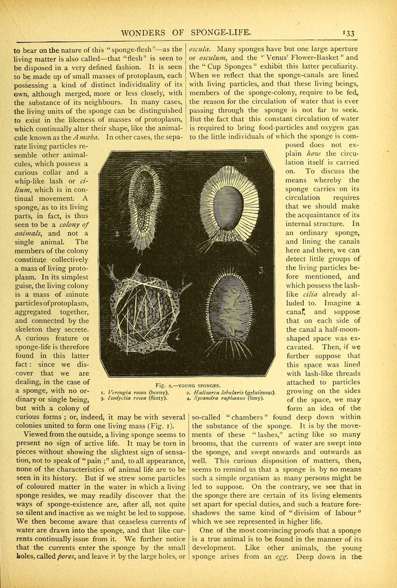 to bear on the nature of this sponge-flesh—as the living matter is also called—that flesh is seen to be disposed in a very defined fashion. It is seen to be made up of small masses of protoplasm, each possessing a kind of distinct individuality of its own, although merged, more or less closely, with the substance of its neighbours. In many cases, the living units of the sponge can be distinguished to exist in the likeness of masses of protoplasm, which continually alter their shape, like the animal- cule known as the A mczda. In other cases, the sepa- rate living particles re- semble other animal- cules, which possess a curious collar and a whip-like lash or a- lium, which is in con- tinual movement. A sponge, as to its living parts, in fact, is thus seen to be a colony 0/ animals, and not a single animal. The members of the colony constitute collectively a mass of living proto- plasm. In its simplest guise, the living colony is a mass of minute particles of protoplasm, aggregated together, and connected by the skeleton they secrete. A curious feature 01 sponge-life is therefore found in this latter fact: since we dis- cover that we are dealing, in the case of a sponge, with no or- dinary or single being, but with a colony of curious forms ; or, indeed, it may be with several colonies united to form one living mass (Fig. i). Viewed from the outside, a living sponge seems to present no sign of active life. It may be torn in pieces without showing the slightest sign of sensa- tion, not to speak of pain ; and, to all appearance, none of the characteristics of animal life are to be seen in its history. But if we strew some particles of coloured matter in the water in which a living sponge resides, we may readily discover that the ways of sponge-existence are, after all, not quite so silent and inactive as we might be led to suppose. We then become aware that ceaseless currents of water are drawn into the sponge, and that like cur- rents continually issue from it. We further notice that the currents enter the sponge by the small holes, called pores, and leave it by the large holes, or Fig. 2, Veron^a rosea (horny). Isodyctia rosea (flinty). oscula. Many sponges have but one large aperture or osaeluin, and the '' Venus' Flower-Basket and the Cup Sponges exhibit this latter peculiarity. When we reflect that the sponge-canals are lined with living particles, and that these living beings, members of the sponge-colony, require to be fed, the reason for the circulation of water that is ever passing through the sponge is not far to seek. But the fact that this constant circulation of water is required to bring food-particles and oxygen gas to the little individuals of which the sponge is com- posed does not ex- plain how the circu- lation itself is carried on. To discuss the means whereby the sponge carries on its circulation requires that we should make the acquaintance of its internal structure. In an ordinary sponge, and lining the canals here and there, we can detect little groups of the living particles be- fore mentioned, and which possess the lash- like cilia already al- luded to. Imagine a canaf, and suppose that on each side of the canal a half-moon- shaped space was ex- cavated. Then, if we further suppose that this space was hned with lash-like threads attached to particles growing on the sides of the space, we may form an idea of the so-called chambers found deep down within the substance of the sponge. It is by the move- ments of these lashes, acting like so many brooms, that the currents of water are swept into the sponge, and swept onwards and outwards as well. This curious disposition of matters, then, seems to remind us that a sponge is by no means such a simple organism as many persons might be led to suppose. On the contrary, we see that in the sponge there are certain of its living elements set apart for special duties, and such a feature fore- shadows the same kind of division of labour which we see represented in higher life. One of the most convincing proofs that a sponge is a true animal is to be found in the manner of its development. Like other animals, the young sponge arises from an egg^. Deep down in the -YOUNG SPONGES. 2. Halisarca lohtlaris (gelatinous). 4. Sycandra rapltamis (limy).