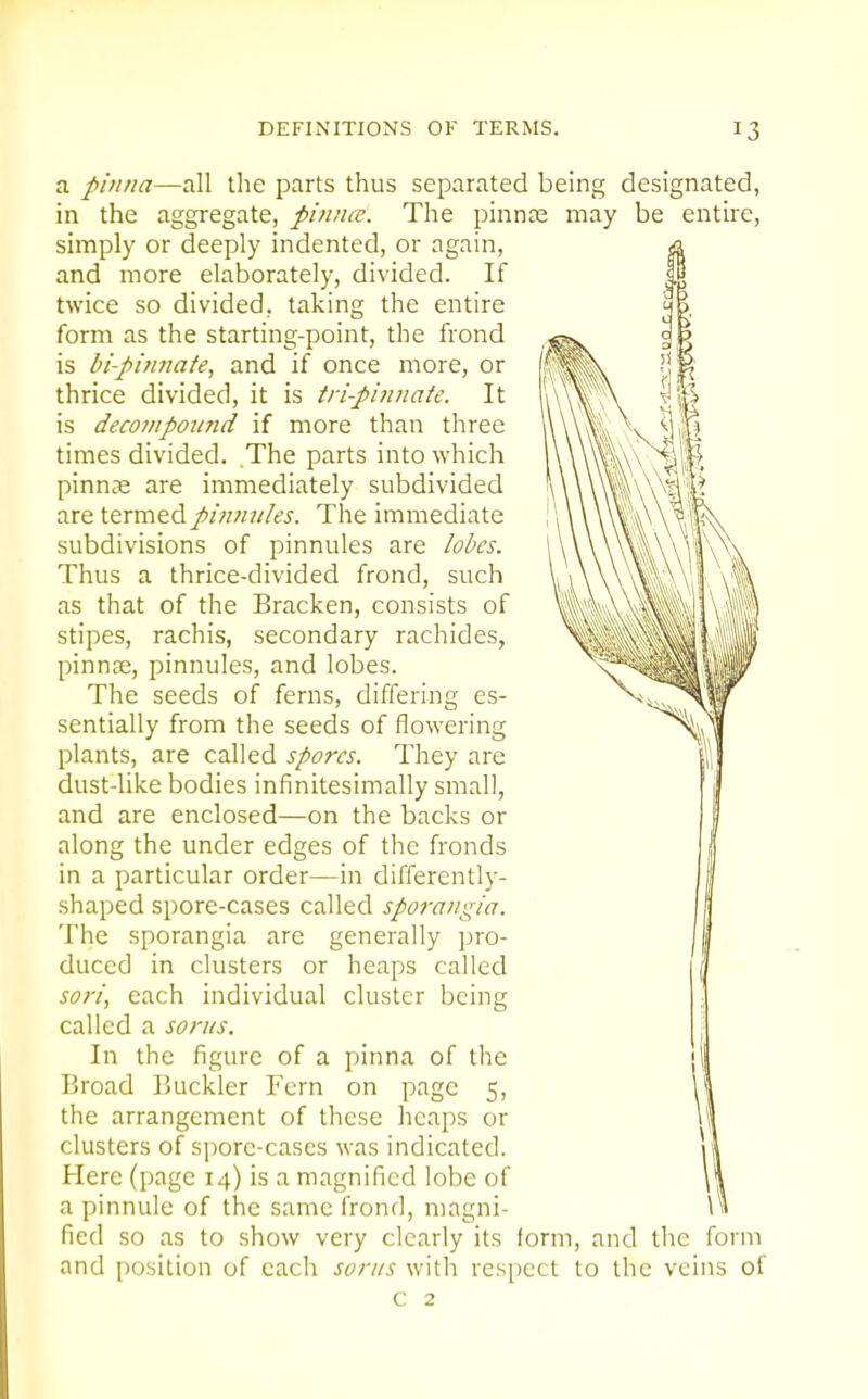 a pinna—all the parts thus separated being designated, in the aggregate, pinnce. The pinnae may be entire, simply or deeply indented, or again, and more elaborately, divided. If twice so divided, taking the entire form as the starting-point, the frond is bipijinate, and if once more, or thrice divided, it is tripinnate. It is decompound if more than three times divided. The parts into which pinnae are immediately subdivided are termed pinnules. The immediate subdivisions of pinnules are lobes. Thus a thrice-divided frond, such as that of the Bracken, consists of stipes, rachis, secondary rachides, pinnje, pinnules, and lobes. The seeds of ferns, differing es- sentially from the seeds of flowering plants, are called spores. They are dust-like bodies infinitesimally small, and are enclosed—on the backs or along the under edges of the fronds in a particular order—in differently- shaped spore-cases called sporangia. The sporangia are generally pro- duced in clusters or heaps called sori, each individual cluster being called a sorus. In the figure of a pinna of the Broad Buckler Fern on page 5, the arrangement of these heaps or clusters of spore-cases was indicated. Here (page 14) is a magnified lobe of a pinnule of the same frond, magni- fied so as to show very clearly its form, and the form and position of each sorus with respect to the veins of C 2