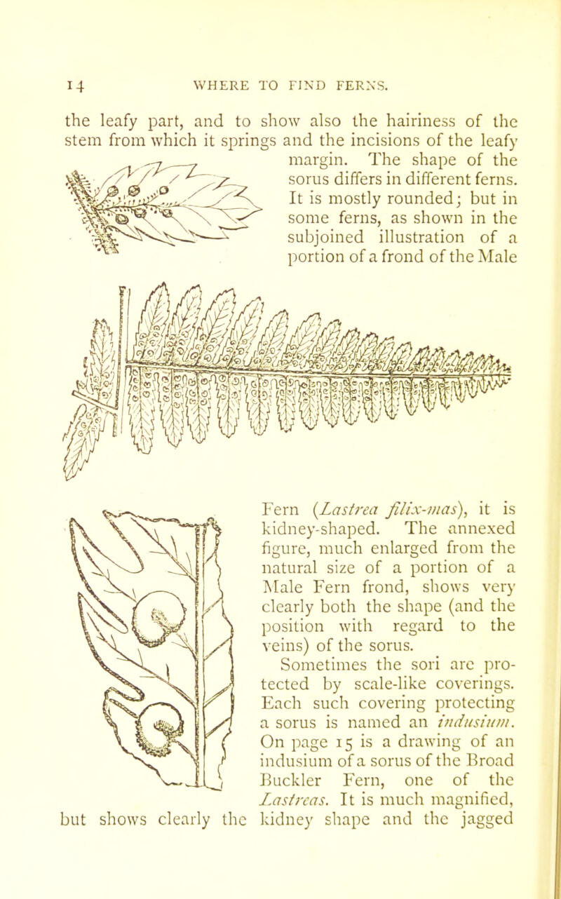 the leafy part, and to show also the hairiness of the stem from which it springs and the incisions of the leafy margin. The shape of the sorus differs in different ferns. It is mostly rounded; but in some ferns, as shown in the subjoined illustration of a portion of a frond of the Male but shows clearly the Fern {Lastrea filix-mas), it is kidney-shaped. The annexed figure, much enlarged from the natural size of a portion of a Male Fern frond, shows very clearly both the shape (and the position with regard to the veins) of the sorus. Sometimes tlie sori arc pro- tected by scale-like coverings. Each such covering protecting a sorus is named an indiisiiini. On page 15 is a drawing of an indusium of a sorus of the Broad Buckler Fern, one of the I.astrcas. It is much magnified, kidney shape and the jagged