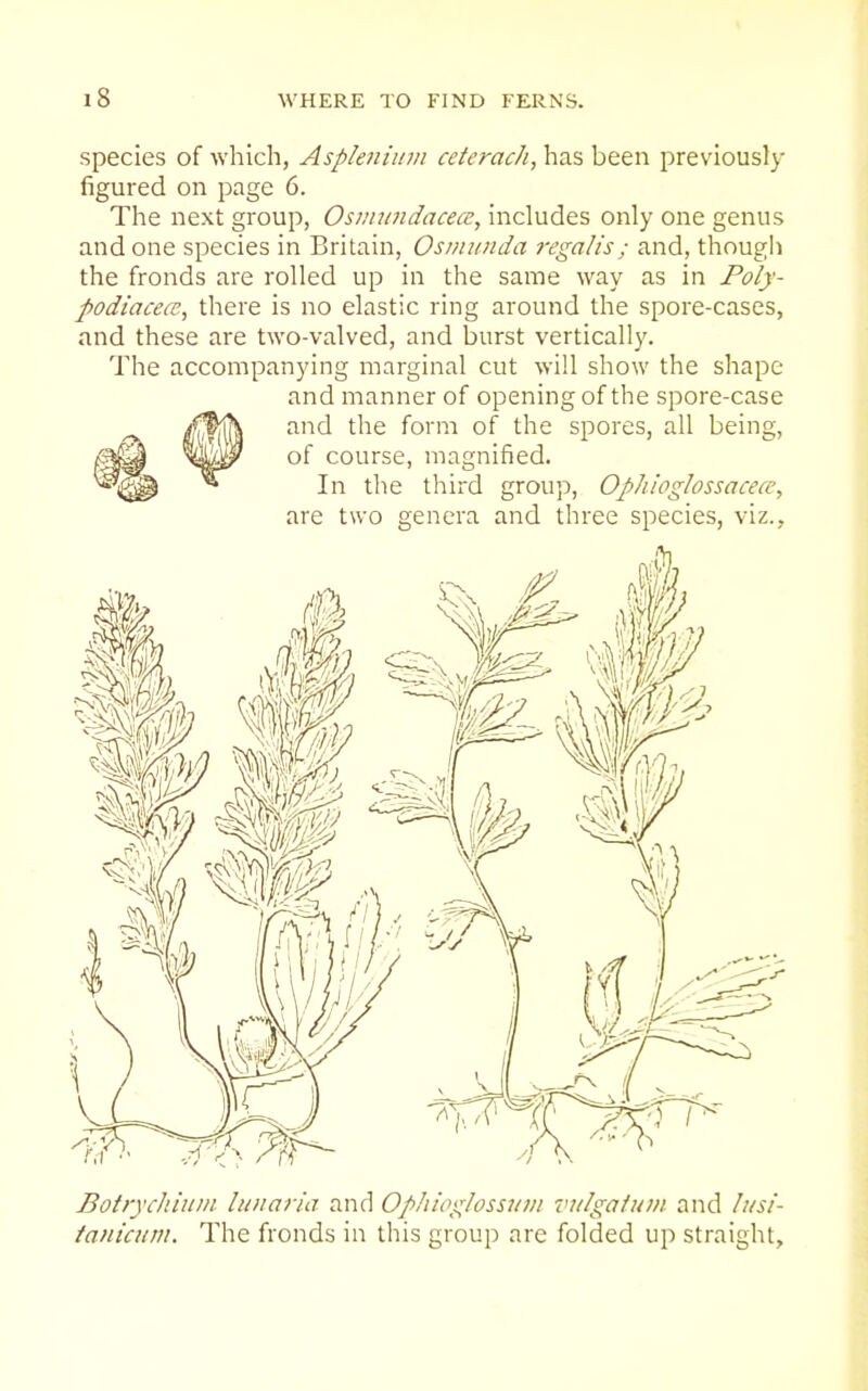 species of which, Asplenium ceterach, has been previously figured on page 6. The next group, Osanmdacea;, includes only one genus and one species in Britain, Osimmda regalis; and, thougli the fronds are rolled up in the same way as in Poly- podiacea, there is no elastic ring around the spore-cases, and these are two-valved, and burst vertically. The accompanying marginal cut will show the shape and manner of opening of the spore-case and the form of the spores, all being, of course, magnified. In the third group, Ophioglossacece, are two genera and three species, viz.. Botrycliiuin luiiaria and Ophioglossuvt vu/gafm/t and litsi- tanicum. The fronds in this group are folded up straight.