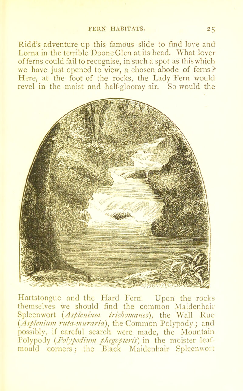 Ridd's adventure up this famous slide to find love and Lorna in the terrible DooneGlen at its head. What lover of ferns could fail to recognise, in such a spot as this which we have just opened to view, a chosen abode of ferns? Here, at the foot of the rocks, the Lady Fern would revel in the moist and halfgloomy air. So would the Hartstongue and the Hard Fern. Upon the rocks- themselves we should find the common Maidenhair Spleenwort {Asplciiinin iric/toniancs), the Wall Rue {Asple/iiiiin ritta-iiii/raria), the Common Polypody; and possibly, if careful search were made, the Mountain Polypody {Polypodiuiii plicgoptejis) in the moister leaf mould corners ; the lilack Maidenhair Spleenwoi l