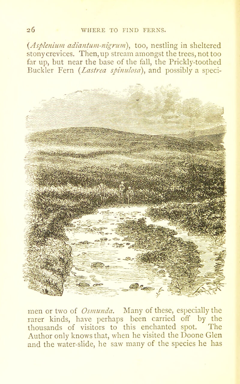 {Aspleniwn adiantum-nigruin)^ too, nestling in sheltered stony crevices. Then, up stream amongst the trees, not too far up, but near the base of the fall, the Prickly-toothed Buckler Fern {Lastrea spinulosa), and possibly a speci- men or two of Osmunda. Many of these, especially the rarer kinds, have perhaps been carried off by the thousands of visitors to this enchanted spot. The Author only knows that, when he visited the Doone Glen and the water-slide, he saw many of the species he has