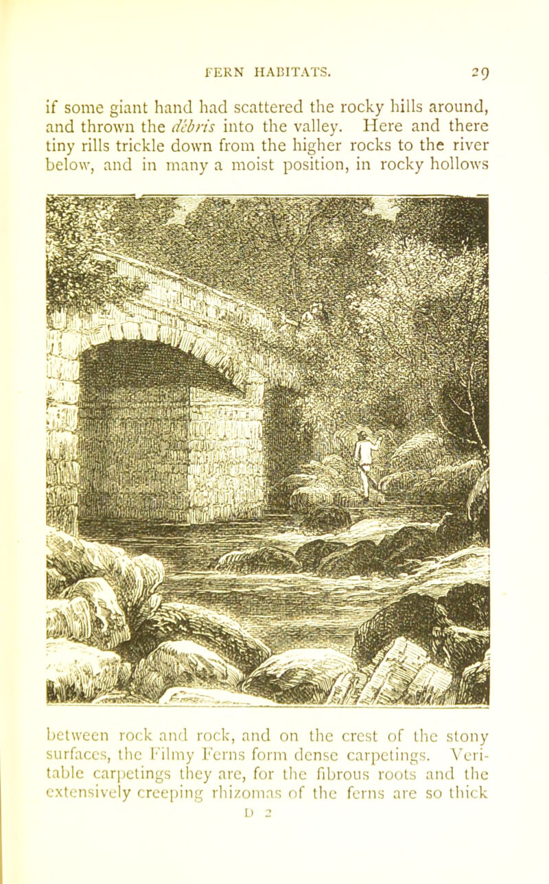 if some giant hand had scattered the rocky hills around, and thrown the debris into the valley. Here and there tiny rills trickle down from the higher rocks to the river below, and in many a moist position, in rocky hollows between rock and rock, and on the crest of the stony surfaces, the Filmy Ferns form dense carpetings. Veri- table carpetings they are, for the fibrous roots and the extensively creeping rhizomas of the ferns are so thick D 2