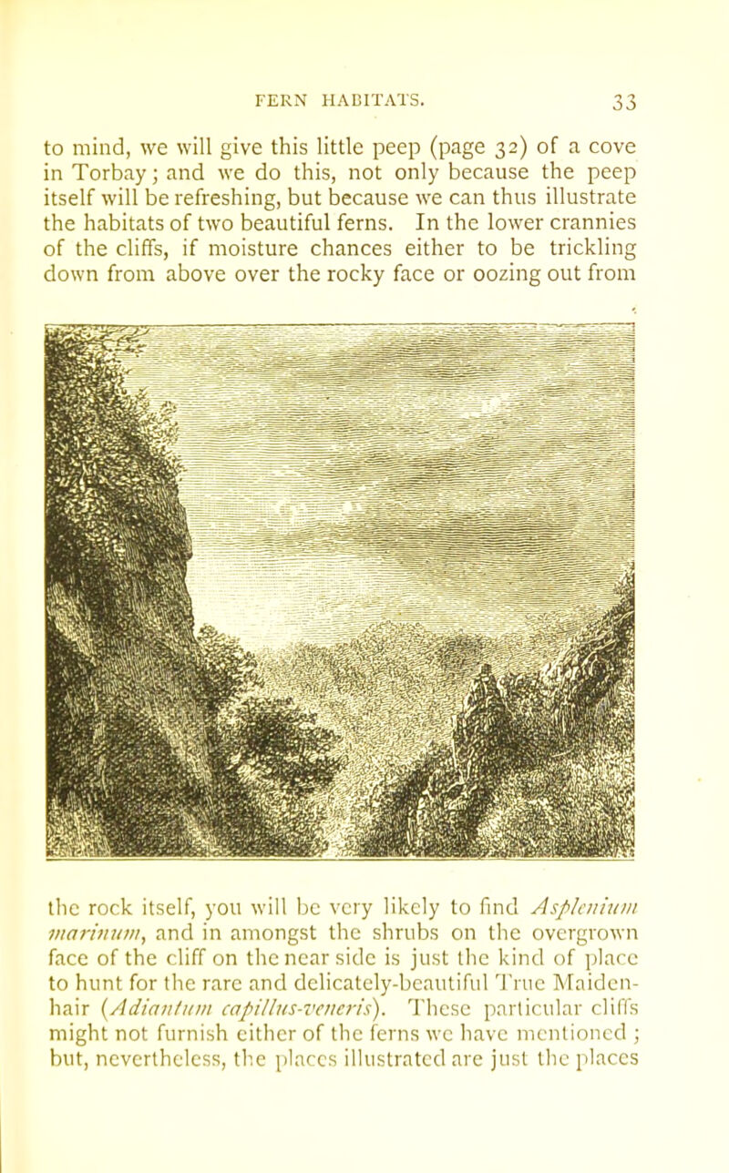 to mind, we will give this little peep (page 32) of a cove in Torbay; and we do this, not only because the peep itself will be refreshing, but because we can thus illustrate the habitats of two beautiful ferns. In the lower crannies of the cliffs, if moisture chances either to be trickling down from above over the rocky face or oozing out from the rock itself, you will be very likely to find Asplcititiiii viariinim, and in amongst the shrubs on the overgrown face of the cliff on the near side is just llic kind of place to hunt for the rare and delicately-beautiful 1'ruc Maiden- hair {Adiantuin capillus-vcitcris). These particular cliffs might not furnish cither of the ferns wc have mentioned ; but, nevertheless, the places illustrated arc just the places