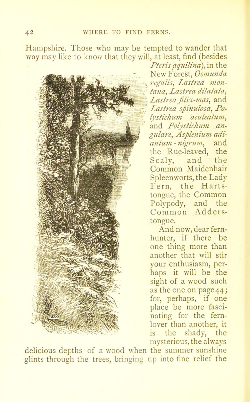 Hampshire. Those who may be tempted to wander that way may Hke to know that they will, at least, find (besides Pteris aquilma),'m. the New Forest, Osmunda regalis, Lastrea mo?i- tana, Lastrea dilatata, I ° Lastrea Jilix-t/ias, and V Lastrea spinulosa, Po- lystichum aculeatum, and Polystichuni an- gidare, Aspleniuni adi- antxim - nigrum, and the Rue-leaved, the Scaly, and the Common Maidenhair Spleenworts, the Lady Fern, the Harts- tongue, the Common Polypody, and the Common Adders- tongue. And now, dear fern- hunter, if there be one thing more than another that will stir your enthusiasm, per- haps it will be the sight of a wood such as the one on page 44; for, perhaps, if one place be more fasci- nating for the fern- lover than another, it is the shady, the mysterious, the always delicious depths of a wood when the summer sunshine glints through the trees, bringing up into fine relief the