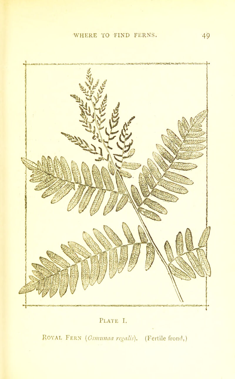 Plate I. ROYAT, Fern [Osiinmaa n-s^alis). (Fertile fronrl,)