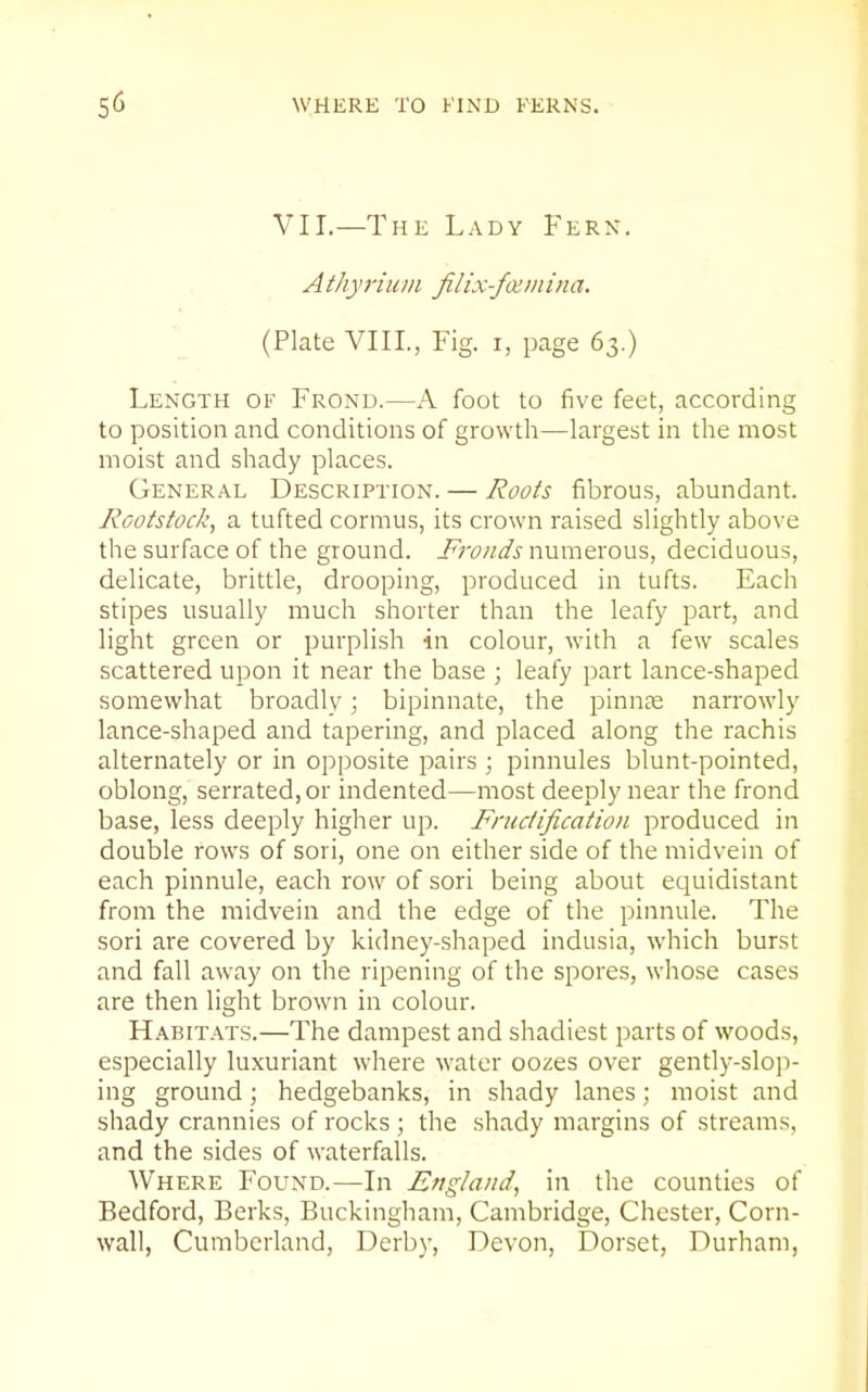 VII.—The Lady Fern. Athyf'iuin filix-foiinina. (Plate VIII., Fig. i, page 63.) Length of Frond.—A foot to five feet, according to position and conditions of growth—largest in the most moist and shady places. General Description. — Roots fibrous, abundant. Rootstock, a tufted cormus, its crown raised slightly above the surface of the ground. Fronds numerous, deciduous, delicate, brittle, drooping, produced in tufts. Each stipes usually much shorter than the leafy part, and light green or purplish in colour, with a few scales scattered upon it near the base ; leafy part lance-shaped somewhat broadly; bipinnate, the pinnse narrowly lance-shaped and tapering, and placed along the rachis alternately or in opposite pairs ; pinnules blunt-pointed, oblong, serrated, or indented—most deeply near the frond base, less deeply higher up. Fruc/ificalion produced in double rows of sori, one on either side of the midvein of each pinnule, each row of sori being about equidistant from the midvein and the edge of the pinnule. The sori are covered by kidney-shaped indusia, which burst and fall away on the ripening of the spores, whose cases are then light brown in colour. Habitats.—The dampest and shadiest parts of woods, especially luxuriant where water oozes over gently-slojv ing ground; hedgebanks, in shady lanes; moist and shady crannies of rocks ; the shady margins of streams, and the sides of waterfalls. Where Found.—In England, in the counties of Bedford, Berks, Buckingham, Cambridge, Chester, Corn- wall, Cumberland, Derby, Devon, Dorset, Durham,