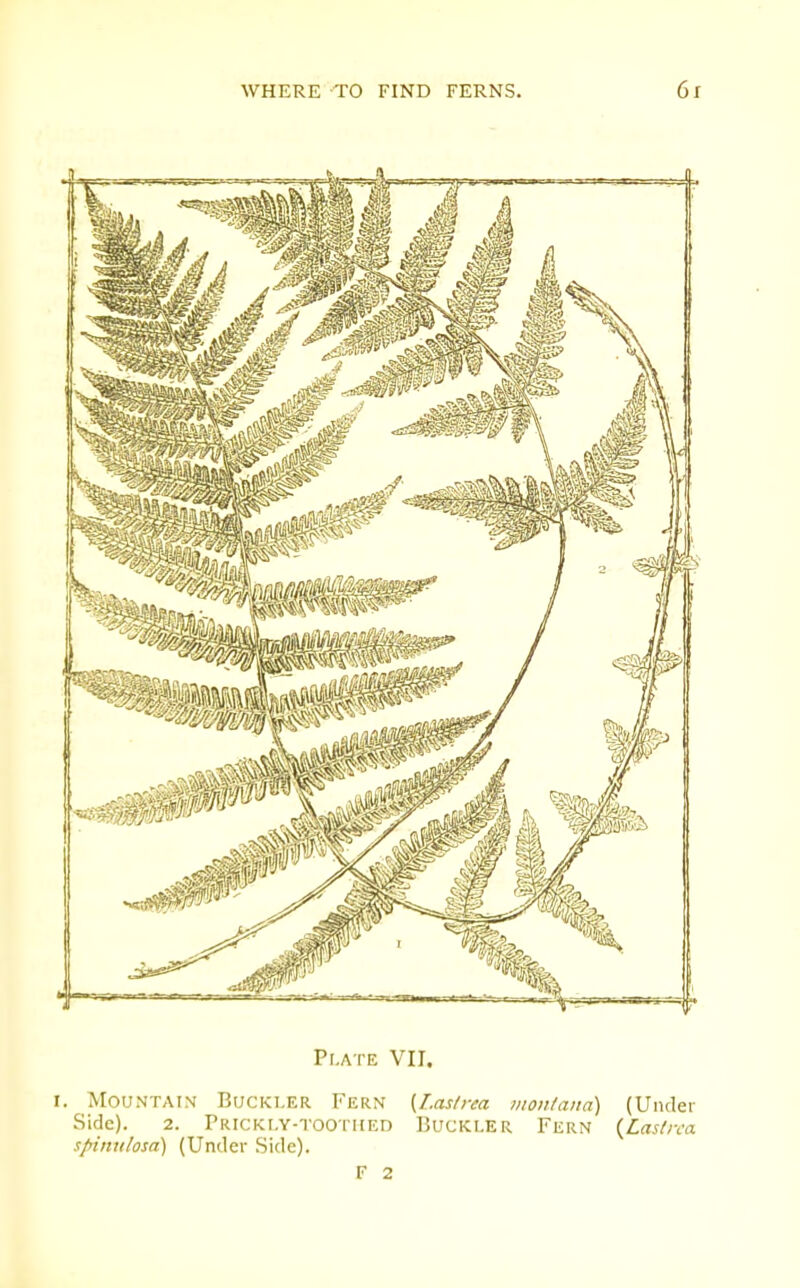 Pr.ATE VII. I. Mountain Buckler Fern {Laslrea monlaiia) (Under Side). 2. rRiCKr.Y-TOOTHED BucKLER Fern {Lasln'a spinulosa) (Under Side). F 2