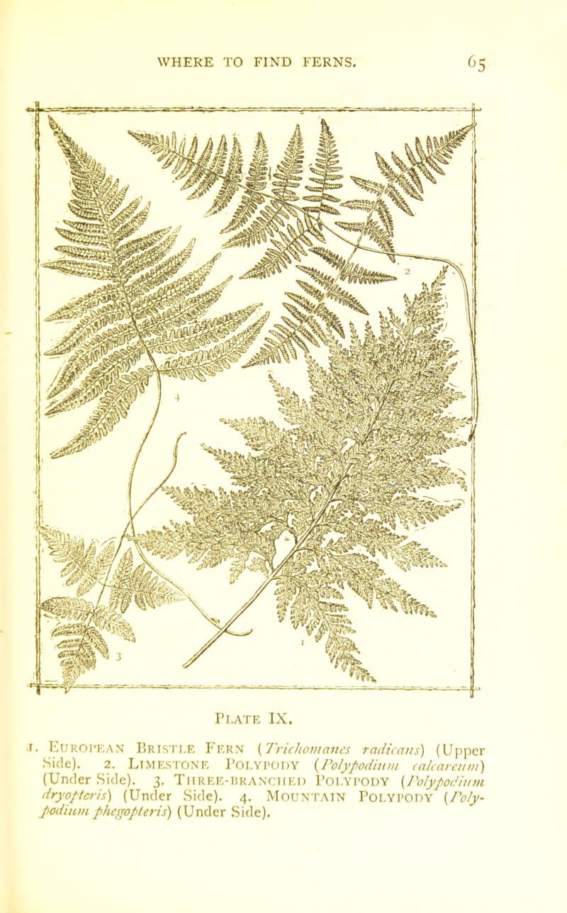 Plate IX. I. EuROi-r.AN Bristle Ff.kn {'J'richomancs radimns) (Upper Side). 2. Limestone Polypody {Polypodiiim ,nliarciiiit) (Under Side). 3. Tiirek-isranched Polypody {I'olypoi.'iiim dryoftcris) (Under Side). 4. MOUNTAIN POLYPODY [Poly- fodiuiii phcffo/)le}-is) (Under Side).