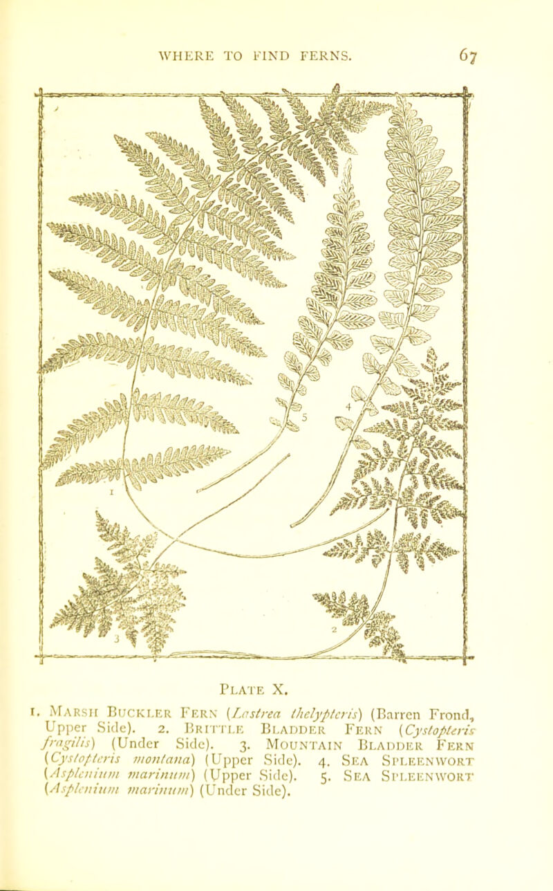 Plate X. I. Marsh Buckler Fern {Lastrea Ihdyplais) (Barren Frond, Upper Side). 2. ]5rittle Bladder Fern [Cys/opt<:ns friigilis) (Under Side). 3. Mountain Bladder Fern {.Cysloftcris vwnlana) (Upper Side). 4. Sea Si'LEENWOrt (Asplciiiiim marinuiii) (Upper Side). 5. Sea SrLEENW0R7* {AspLiiiuin maniiiini) (Under Side).