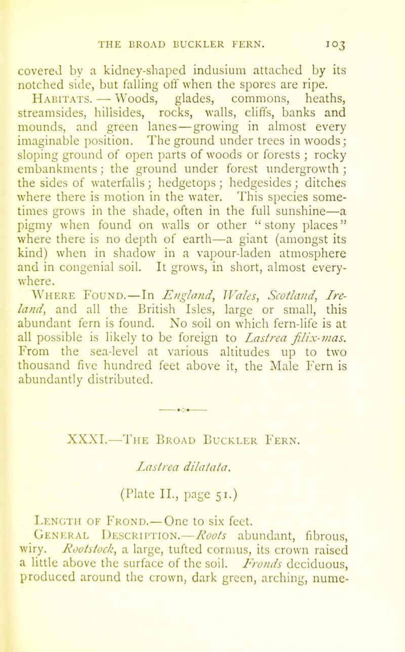 covered by a kidney-shaped indusium attached by its notched side, but falling off when the spores are ripe. Habitats. — Woods, glades, commons, heaths, streamsides, hillsides, rocks, walls, cliffs, banks and mounds, and green lanes—growing in almost every imaginable position. The ground under trees in woods; sloping ground of open parts of woods or forests ; rocky embankments; the ground under forest undergrowth ; the sides of waterfalls; hedgetops ; hedgesides; ditches where there is motion in the water. This species some- times grows in the shade, often in the full sunshine—a pigmy when found on walls or other  stony places where there is no depth of earth—a giant (amongst its kind) when in shadow in a vapour-laden atmosphere and in congenial soil. It grows, in short, almost every- where. Where Found.—In E/igland, IVales, Scotland^ Ire- land, and all the British Isles, large or small, this abundant fern is found. No soil on which fern-life is at all possible is likely to be foreign to Lastrea fiUx-inas. From the sea-level at various altitudes up to two thousand five hundred feet above it, the Male Fern is abundantly distributed. XXXI.—The Broad Buckler Fern. Lastrea dilaiata. (Plate II., page 51.) Length of Frond.—One to six feet. General Description.—Roots abundant, fibrous, wiry. Rootstock, a large, tufted cornms, its crown raised a little above the surface of the soil. Fronds deciduous, produced around the crown, dark green, arching, nume-