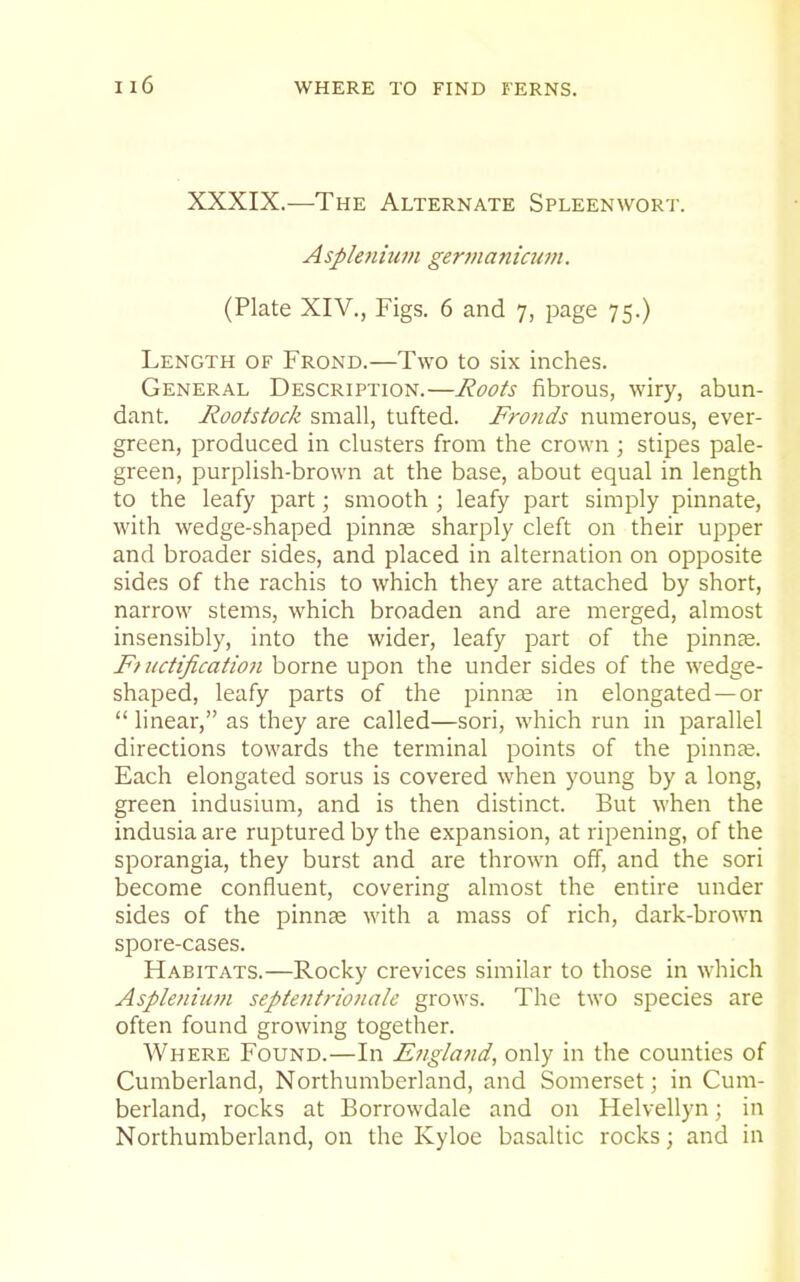 XXXIX.—The Alternate Spleenwort. Asplenium germanicum. (Plate XIV., Figs. 6 and 7, page 75.) Length of Frond.—Two to six inches. General Description.—Roots fibrous, wiry, abun- dant. Rootstock small, tufted. Fronds numerous, ever- green, produced in clusters from the crown ; stipes pale- green, purplish-brown at the base, about equal in length to the leafy part; smooth ; leafy part simply pinnate, with wedge-shaped pinnae sharply cleft on their upper and broader sides, and placed in alternation on opposite sides of the rachis to which they are attached by short, narrow stems, which broaden and are merged, almost insensibly, into the wider, leafy part of the pinnte. Fmctification borne upon the under sides of the wedge- shaped, leafy parts of the pinnse in elongated —or  linear, as they are called—sori, which run in parallel directions towards the terminal points of the pinnee. Each elongated sorus is covered when young by a long, green indusium, and is then distinct. But when the indusia are ruptured by the expansion, at ripening, of the sporangia, they burst and are thrown off, and the sori become confluent, covering almost the entire under sides of the pinnas with a mass of rich, dark-brown spore-cases. Habitats.—Rocky crevices similar to those in which Asplenium septentrionalc grows. The two species are often found growing together. Where Found.—In Engla7id, only in the counties of Cumberland, Northumberland, and Somerset; in Cum- berland, rocks at Borrowdale and on Helvellyn; in Northumberland, on the Kyloe basaltic rocks; and in