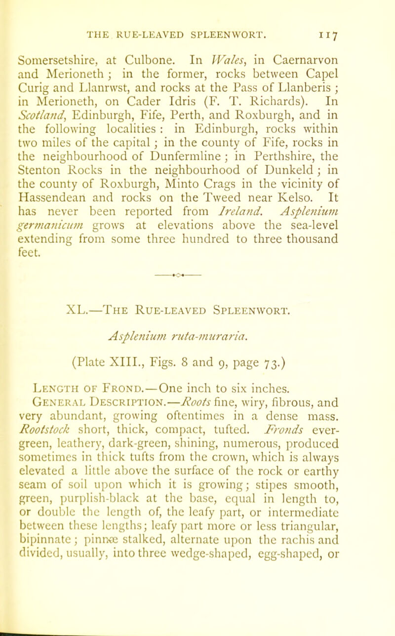 Somersetshire, at Culbone. In IVales, in Caernarvon and Merioneth ; in the former, rocks between Capel Curig and Llanrwst, and rocks at the Pass of Llanberis ; in Merioneth, on Cader Idris (F. T. Richards). In Scotland, Edinburgh, Fife, Perth, and Roxburgh, and in the following localities : in Edinburgh, rocks within two miles of the capital; in the county of Fife, rocks in the neighbourhood of Dunfermline ; in Perthshire, the Stenton Rocks in the neighbourhood of Dunkeld ; in the county of Roxburgh, Minto Crags in the vicinity of Hassendean and rocks on the Tweed near Kelso. It has never been reported from Jre/and. Aspleniuin germaiiiciDii grows at elevations above the sea-level extending from some three hundred to three thousand feet. XL.—The Rue-leaved Spleenwort. Asplenium rjtta-muraria. (Plate XIII., Figs. 8 and 9, page 73.) Length of Frond.—One inch to six inches. General Description.—Roots'a.w^, wiry, fibrous, and very abundant, growing oftentimes in a dense mass. Rootstock short, thick, compact, tufted. Fronds ever- green, leathery, dark-green, shining, numerous, produced sometimes in thick tufts from the crown, which is always elevated a little above the surface of the rock or earthy seam of soil upon which it is growing; stipes smooth, green, purplish-black at the base, equal in length to, or double the length of, the leafy part, or intermediate between these lengths; leafy part more or less triangular, bipinnatc ; pinnae stalked, alternate upon the rachis and divided, usually, into three wedge-shaped, egg-shaped, or