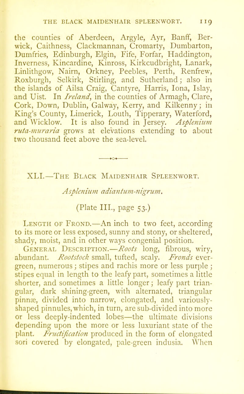 the counties of Aberdeen, Argyle, Ayr, Banff, Ber- wick, Caithness, Claclcmannan, Cromarty, Dumbarton, Dumfries, Edinburgh, Elgin, Fife, Forfar, Haddington, Inverness, Kincardine, Kinross, Kirkcudbright, Lanark, Linlithgow, Nairn, Orkney, Peebles, Perth, Renfrew, Roxburgh, Selkirk, Stirling, and Sutherland; also in the islands of Ailsa Craig, Cantyre, Harris, lona, Islay, and Uist. In Irelaiid, in the counties of Armagh, Clare, Cork, Down, Dublin, Galway, Kerry, and Kilkenny; in King's County, Limerick, Louth, Tipperary, Waterford, and Wicklow. It is also found in Jersey. Asplenhim riita-muraria grows at elevations extending to about two thousand feet above the sea-level. XLI.—The Black Maidenhair Spleenwort. Asplemiiin adianitcm-iiigriim. (Plate III., page 53.) Length of Frond.—An inch to two feet, according to its more or less exposed, sunny and stony, or sheltered, shady, moist, and in other ways congenial position. General Description.—Roots long, fibrous, wiry, abundant. Rootstock small, tufted, scaly. Fronds ever- green, numerous; stipes and rachis more or less purple ; stipes equal in length to the leafy part, sometimes a little shorter, and sometimes a little longer; leafy part trian- gular, dark shining-green, with alternated, triangular pinnae, divided into narrow, elongated, and variously- shaped pinnules, which, in turn, are sub-divided into more or less deeply-indented lobes—the ultimate divisions depending upon the more or less luxuriant state of the plant. Fructification produced in the form of elongated sori covered by elongated, pale-green indusia. When