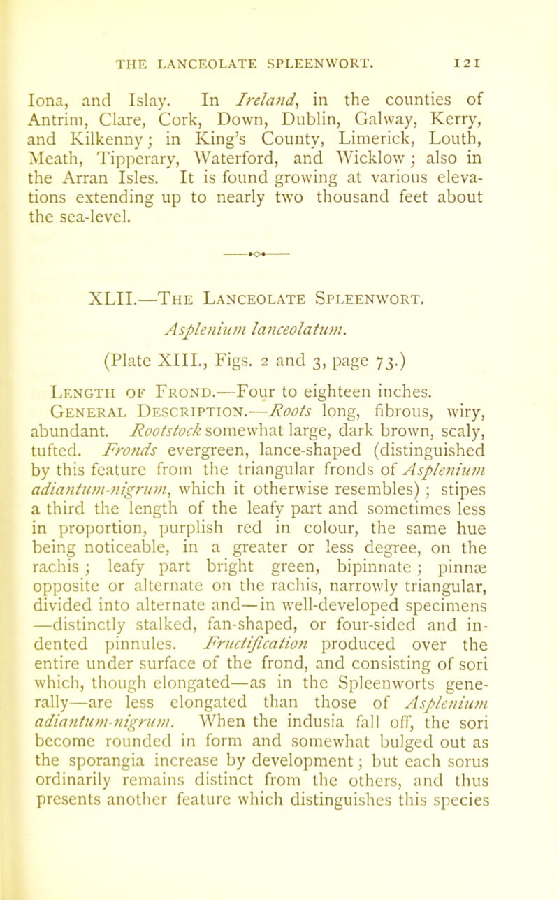 lona, and Islay. In Irelafid, in the counties of Antrim, Clare, Cork, Down, Dublin, Galway, Kerry, and Kilkenny; in King's County, Limerick, Louth, Meath, Tipperary, Waterford, and Wicklow; also in the Arran Isles. It is found growing at various eleva- tions extending up to nearly two thousand feet about the sea-level. XLII.—The Lanceolate Spleenwort. AsploiiiDii laiiceolatuni. (Plate XIII., Figs. 2 and 3, page 73.) Length of Frond.—Four to eighteen inches. General Description.—Roots long, fibrous, wiry, abundant. Rootstock somewhat large, dark brown, scaly, tufted. Fronds evergreen, lance-shaped (distinguished by this feature from the triangular fronds of Asplc7iinm adiafituin-nigrum, which it otherwise resembles) ; stipes a third the length of the leafy part and sometimes less in proportion, purplish red in colour, the same hue being noticeable, in a greater or less degree, on the rachis ; leafy part bright green, bipinnate ; pinnje opposite or alternate on the rachis, narrowly triangular, divided into alternate and—in well-developed specimens —distinctly stalked, fan-shaped, or four-sided and in- dented pinnules. Fructiflcaiion produced over the entire under surface of the frond, and consisting of sori which, though elongated—as in the Spleenworts gene- rally—are less elongated than those of Asplcnium adianium-nigrum. When the indusia fall off, the sori become rounded in form and somewhat bulged out as the sporangia increase by development; but each sorus ordinarily remains distinct from the others, and thus presents another feature which distinguishes this species