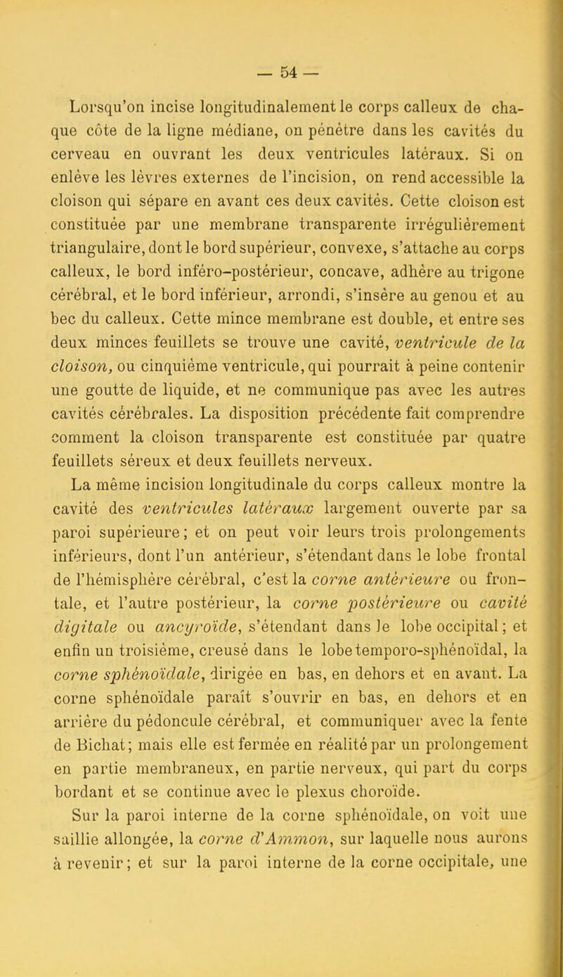 Lorsqu'on incise longitudinalement le corps calleux de cha- que côte de la ligne médiane, on pénétre dans les cavités du cerveau en ouvrant les deux ventricules latéraux. Si on enlève les lèvres externes de l'incision, on rend accessible la cloison qui sépare en avant ces deux cavités. Cette cloison est constituée par une membrane transparente irrégulièrement triangulaire, dont le bord supérieur, convexe, s'attache au corps calleux, le bord inféro-postérieur, concave, adhère au trigone cérébral, et le bord inférieur, arrondi, s'insère au genou et au bec du calleux. Cette mince membrane est double, et entre ses deux minces feuillets se trouve une cavité, ventricule de la cloison, ou cinquième ventricule, qui pourrait à peine contenir une goutte de liquide, et ne communique pas avec les autres cavités cérébrales. La disposition précédente fait comprendre comment la cloison transparente est constituée par quatre feuillets séreux et deux feuillets nerveux. La même incision longitudinale du corps calleux montre la cavité des ventricules latéraux largement ouverte par sa paroi supérieure; et on peut voir leurs trois prolongements inférieurs, dont l'un antérieur, s'étendant dans le lobe frontal de l'hémisphère cérébral, c'est la corne antérieure ou fron- tale, et l'autre postérieur, la corne 'postérieure ou cavité digitale ou ancyroïde, s'étendant dans le lobe occipital ; et enfin un troisième, creusé dans le lobetemporo-sphénoïdal, la corne sphénoïdale, dirigée en bas, en dehors et en avant. La corne sphénoïdale paraît s'ouvrir en bas, en dehors et en arrière du pédoncule cérébral, et communiquer avec la fente de Bichat ; mais elle est fermée en réalité par un prolongement en partie membraneux, en partie nerveux, qui part du corps bordant et se continue avec le plexus choroïde. Sur la paroi interne de la corne sphénoïdale, on voit une saillie allongée, la corne d'Ammon, sur laquelle nous aurons à revenir ; et sur la paroi interne de la corne occipitale, une